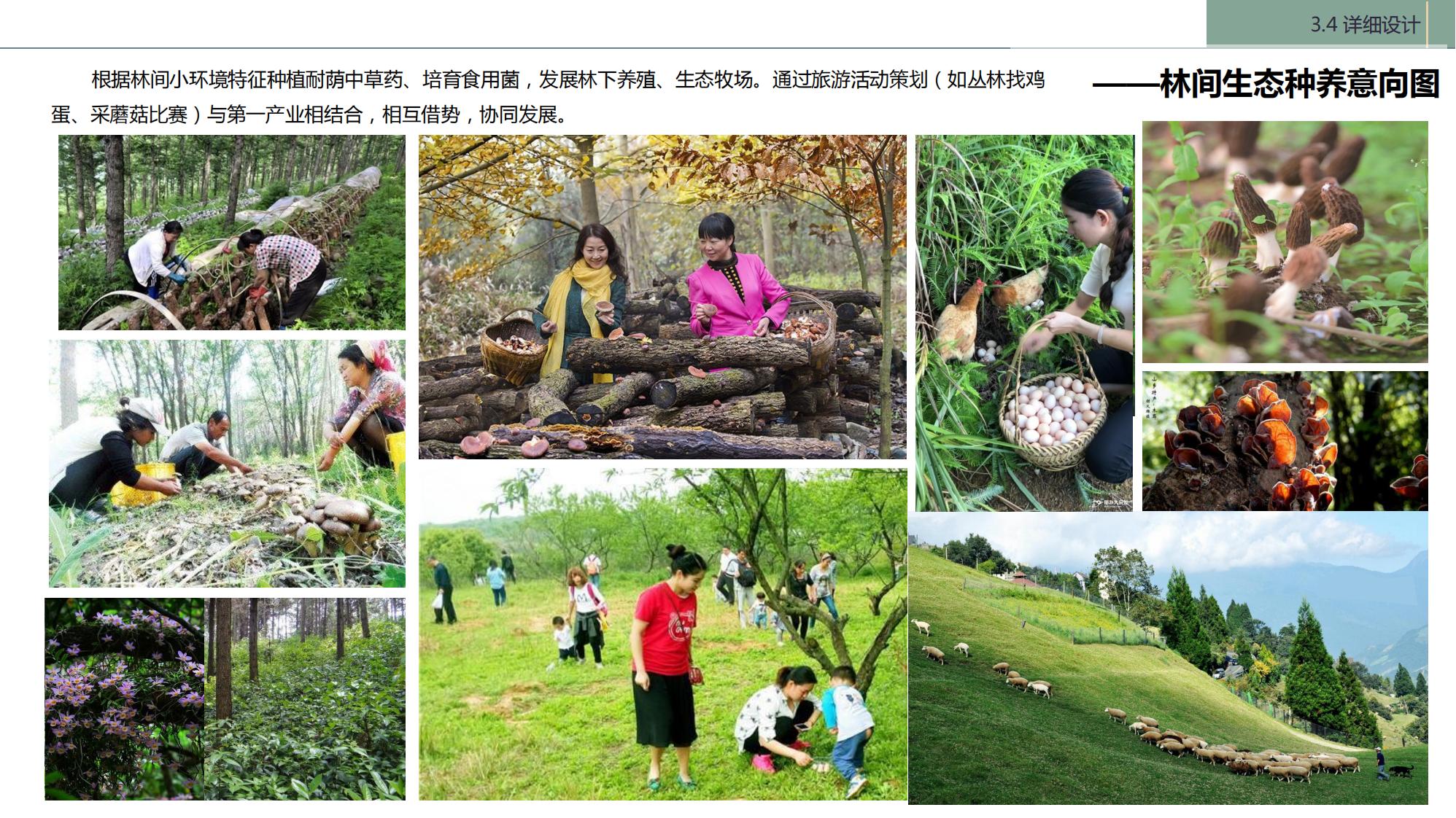 图片[109]-陇南康县民宿花海农场乡村文旅项目方案文本 - 由甫网-由甫网