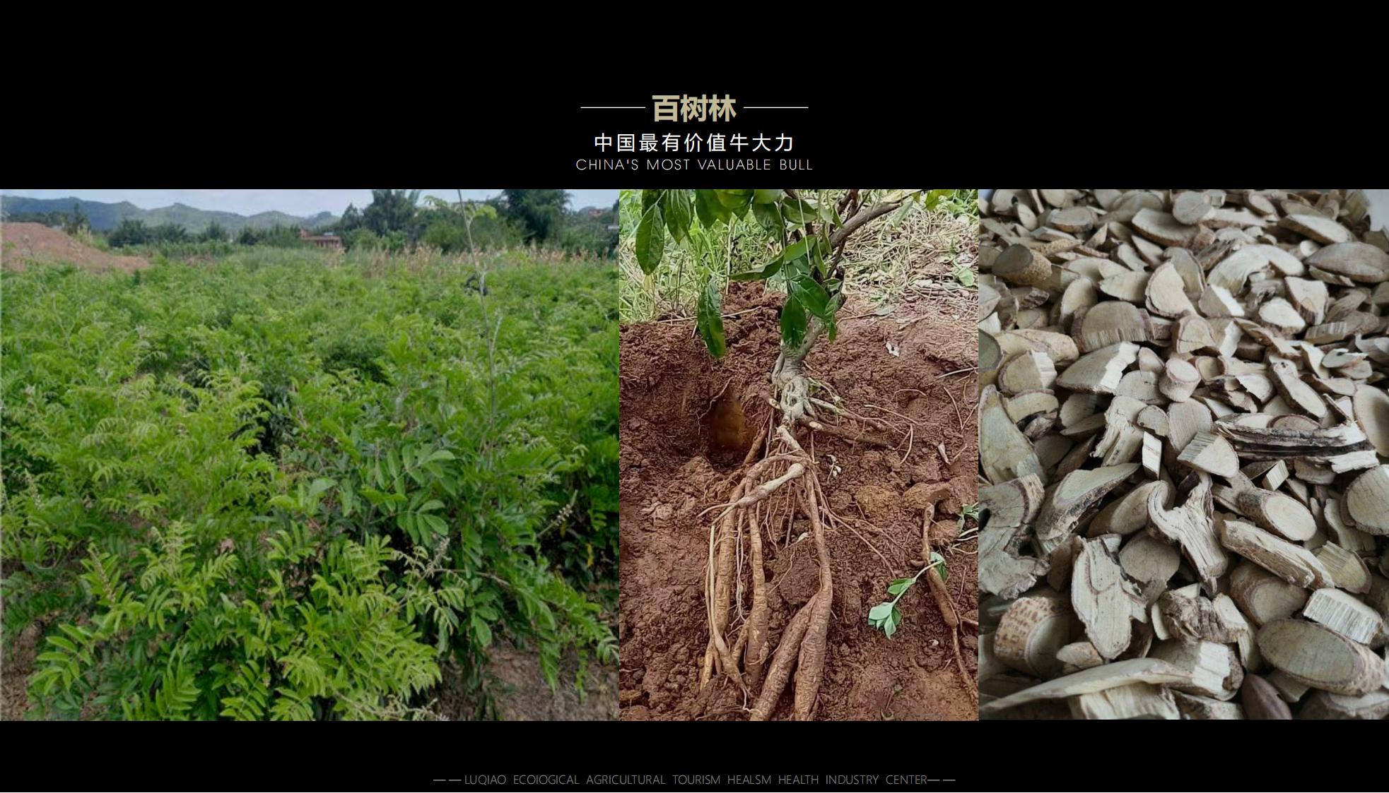 图片[38]-海口南山湖乡村振兴示范区规划方案 - 由甫网-由甫网