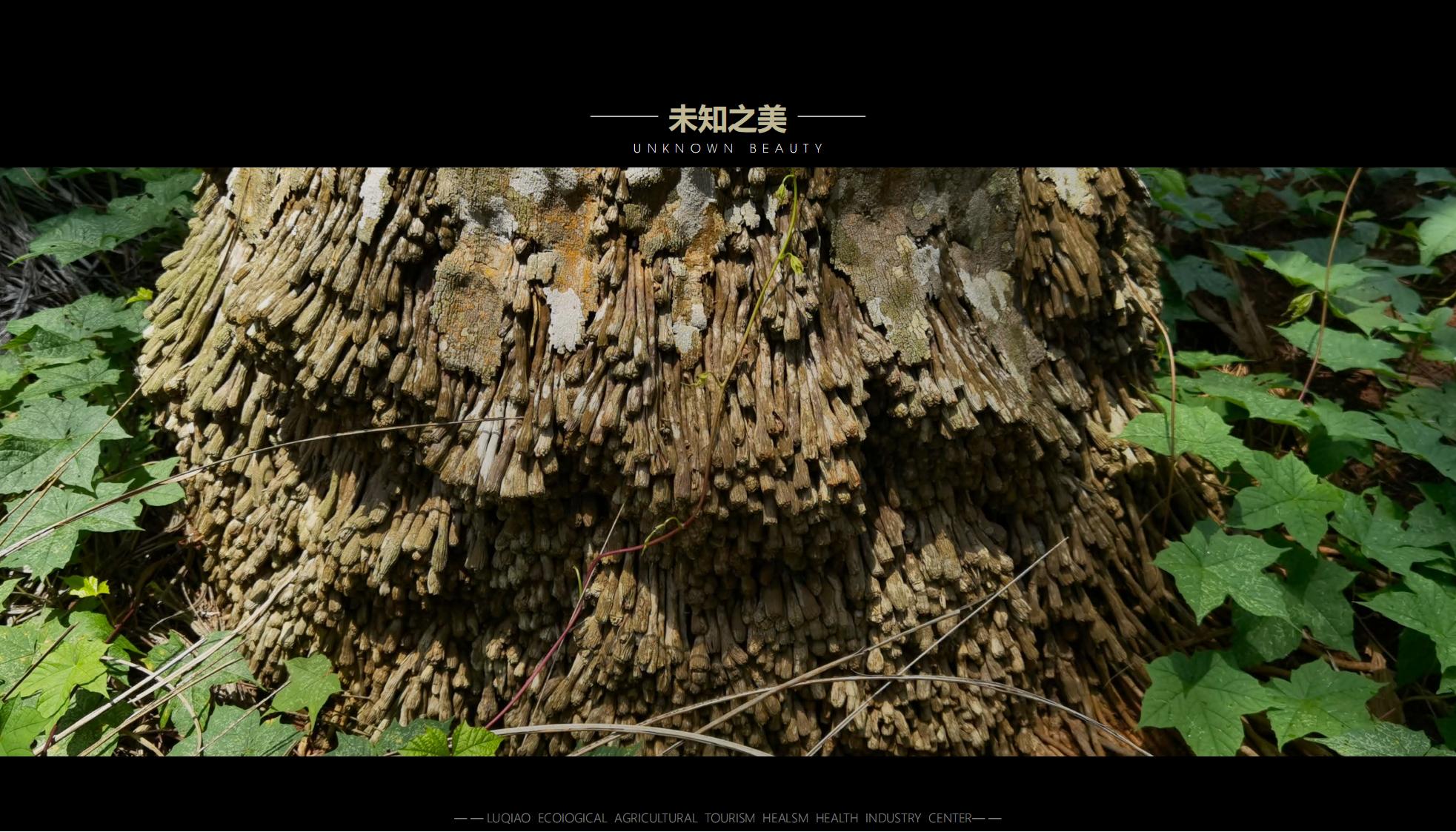 图片[48]-海口南山湖乡村振兴示范区规划方案 - 由甫网-由甫网