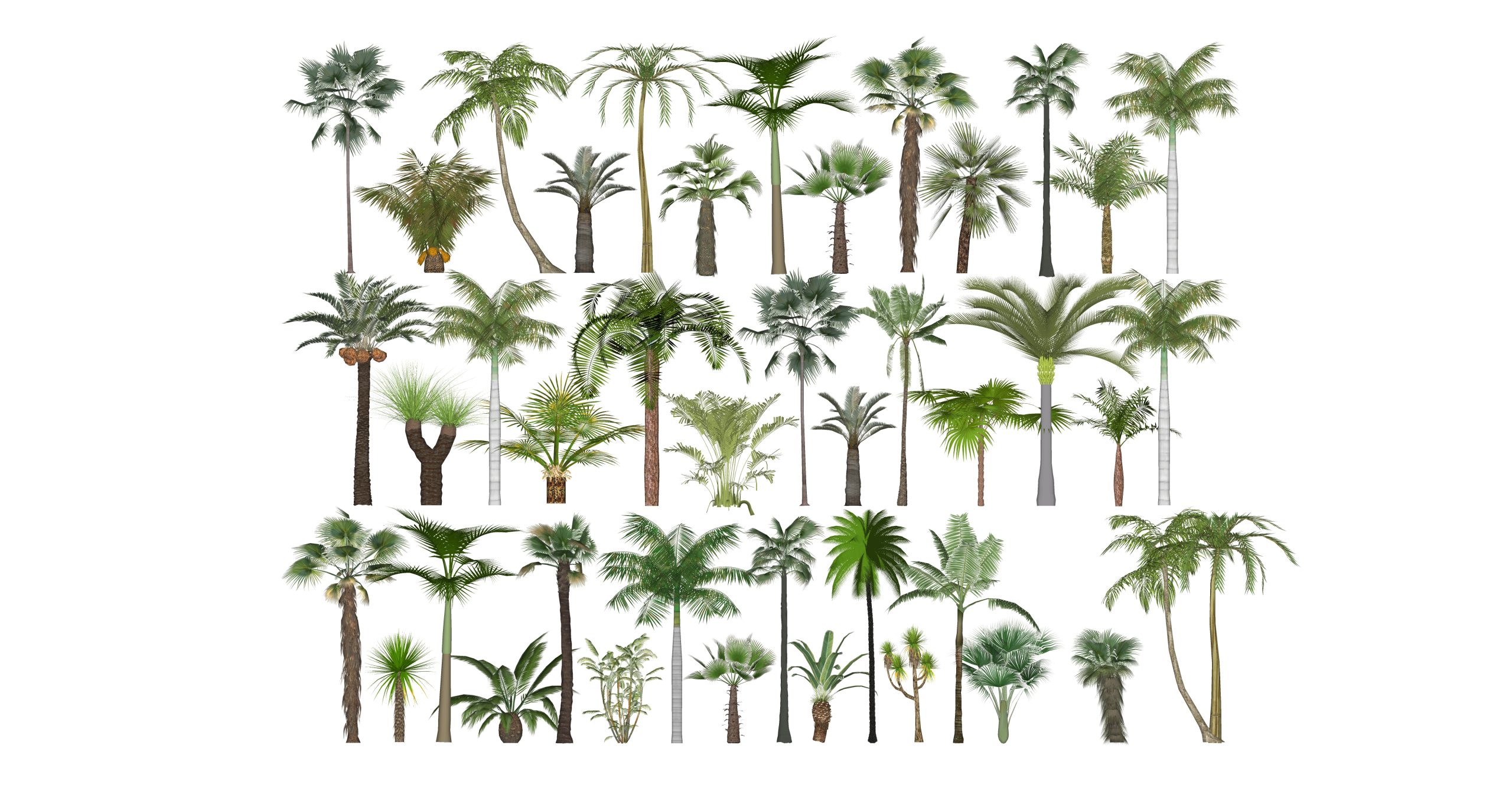 3D棕榈植物 棕树 椰子树 热带植物 蒲葵树 海枣树 散尾葵 蕨类 棕竹su模型-由甫网
