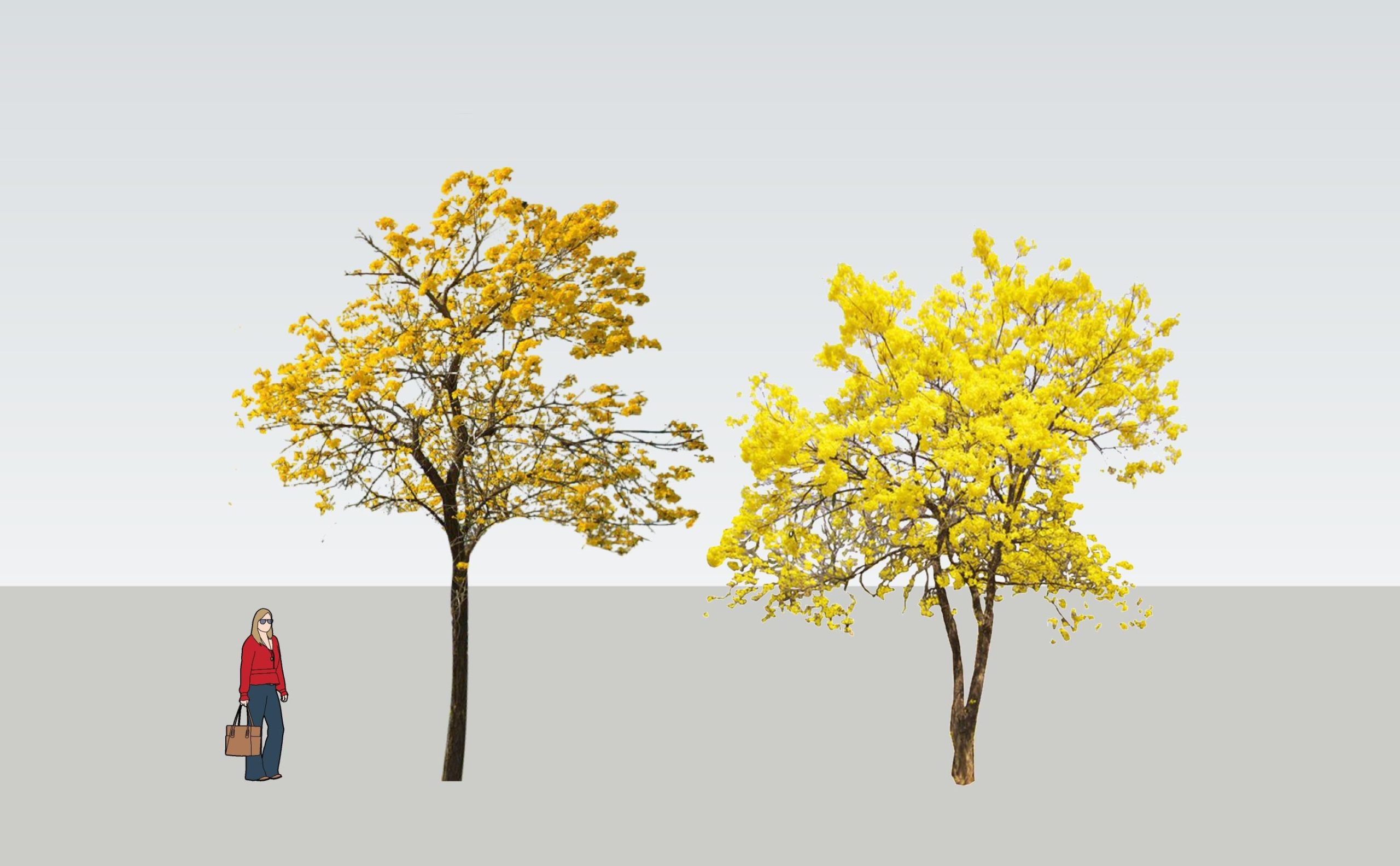 乔木_风铃木_黄花风铃木_景观树_树池乔木_行道树植物2D草图大师SU模型-由甫网