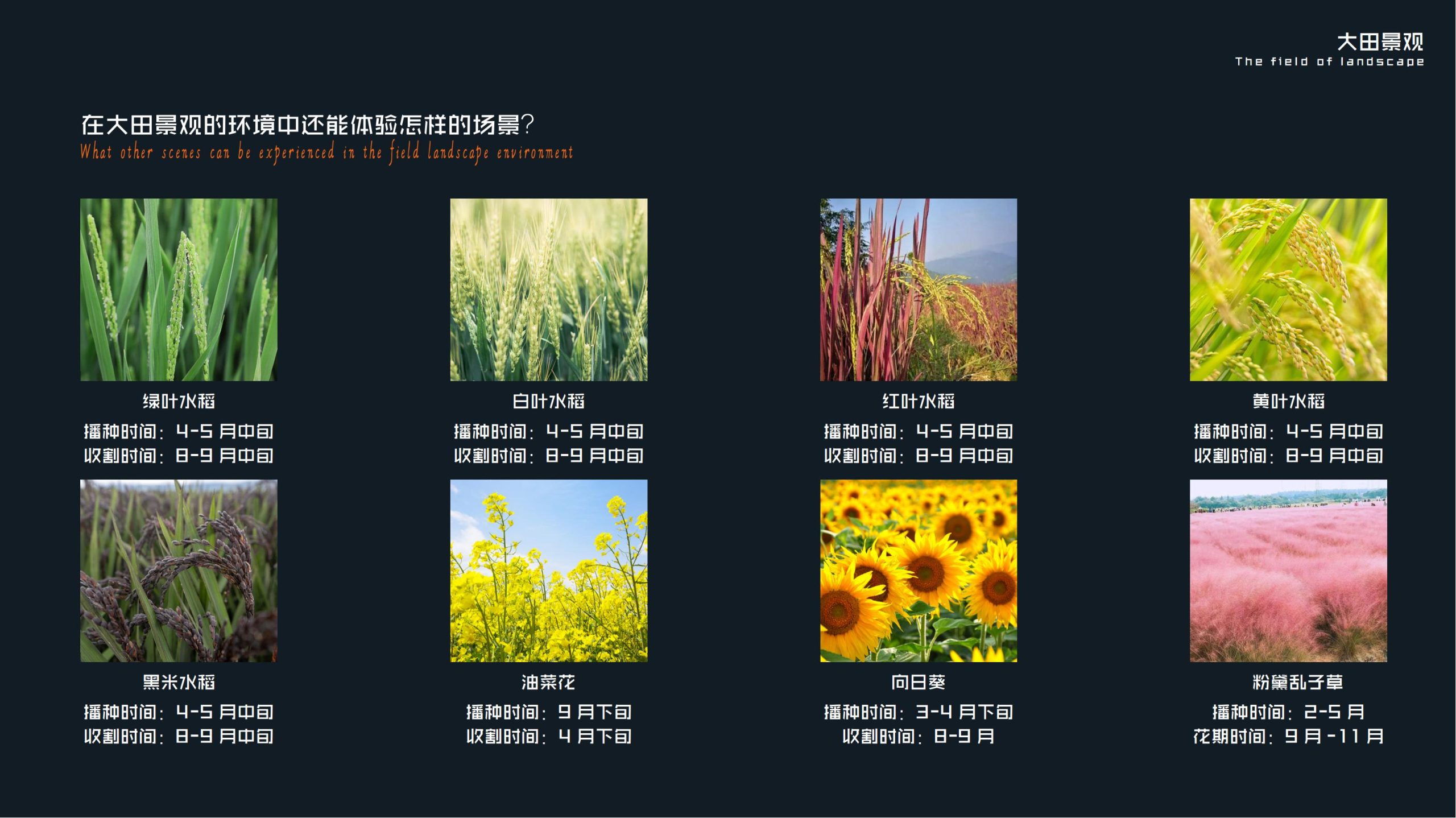 图片[37]-郫县农业公园大田景观改造方案 - 由甫网-由甫网