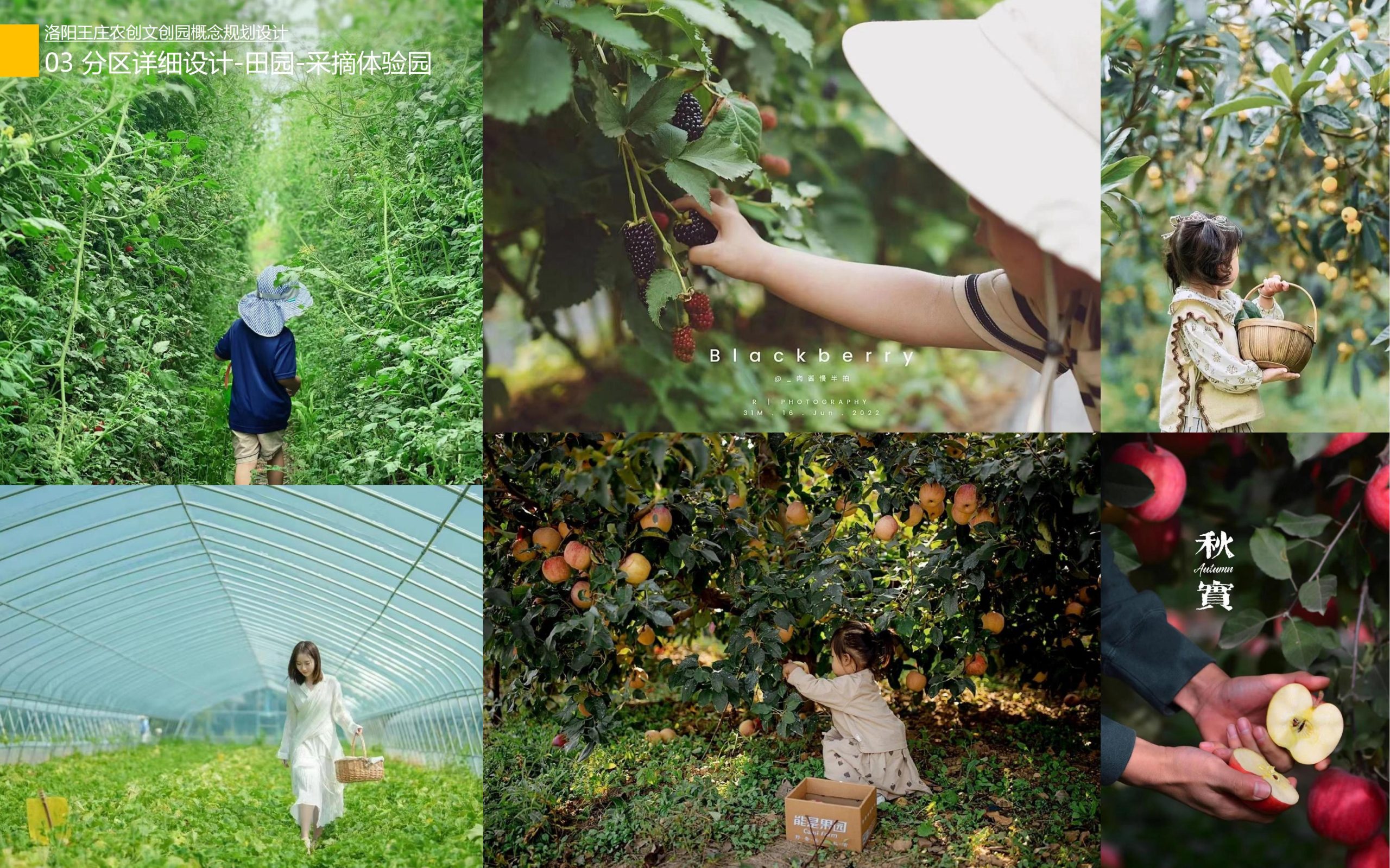 图片[52]-洛阳王庄农创文创园概念规划设计方案 - 由甫网-由甫网