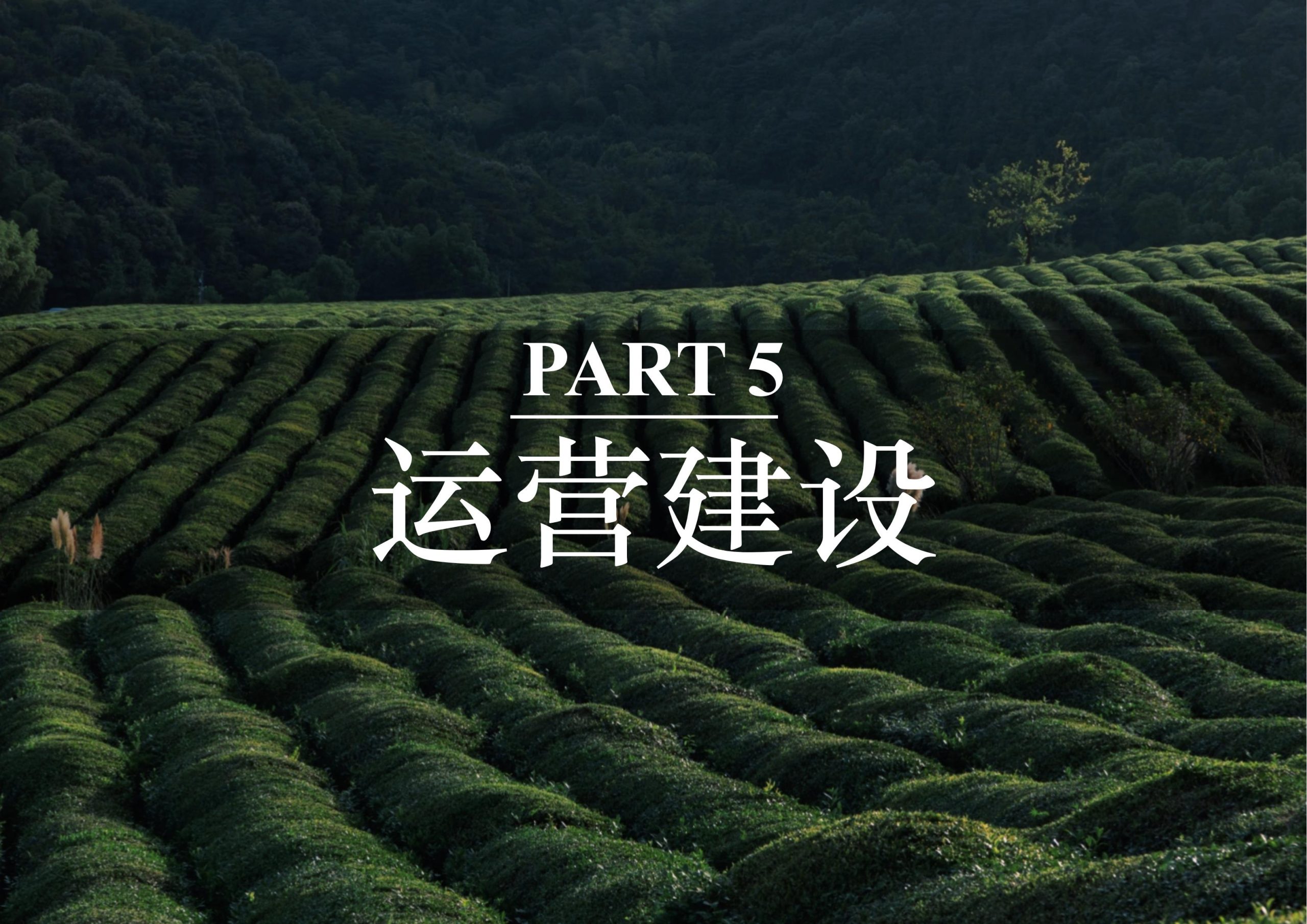 图片[146]-英德市黄花镇T三茶庄农文旅板块方案 - 由甫网-由甫网