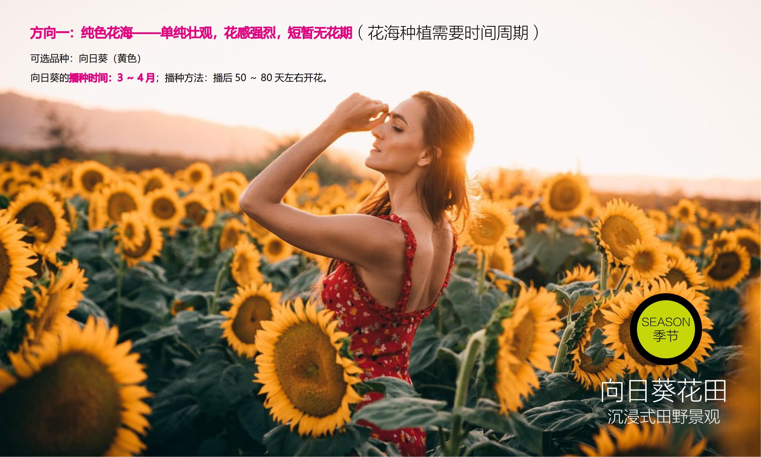 图片[24]-昆明小白龙温泉小镇农田策划方案 - 由甫网-由甫网