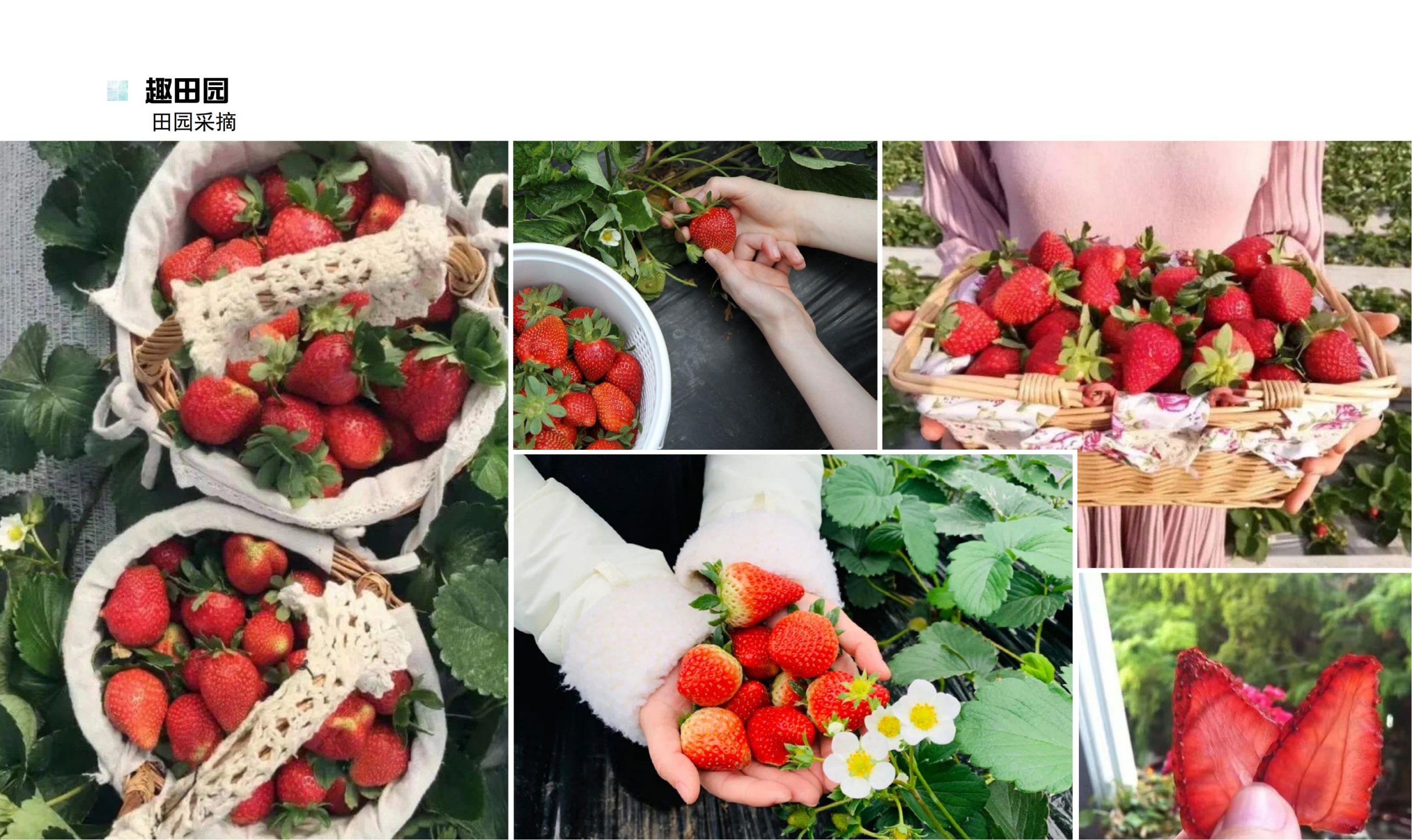 图片[64]-鹤峰溇水溪谷项目（乡村振兴+农文旅+田园研学）设计方案 - 由甫网-由甫网