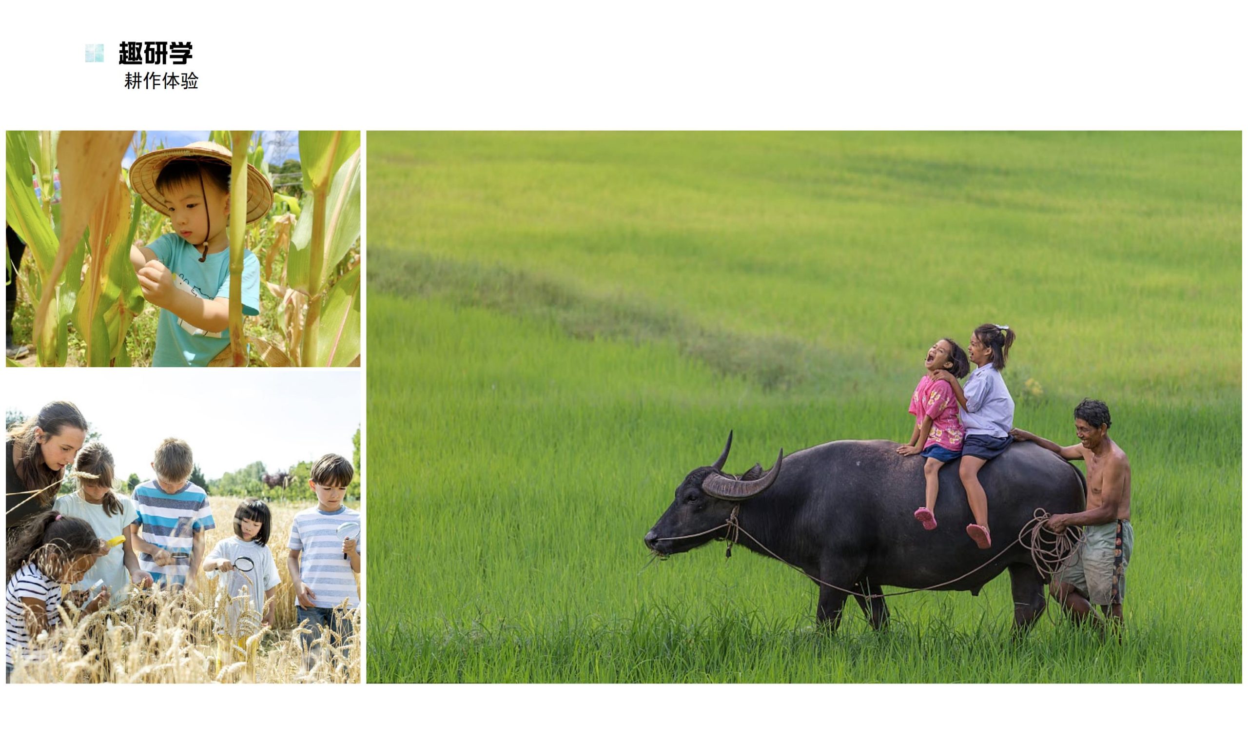 图片[72]-鹤峰溇水溪谷项目（乡村振兴+农文旅+田园研学）设计方案 - 由甫网-由甫网