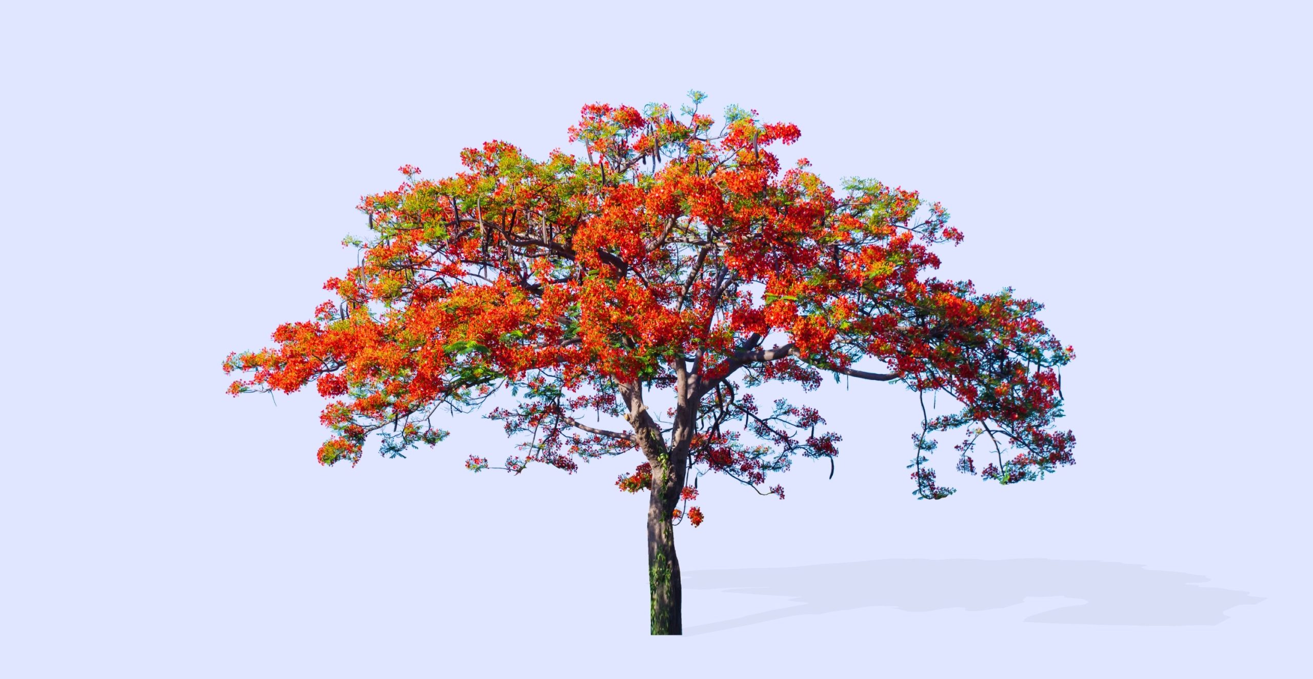 2D乔木_精品凤凰木_火树_红花楹_开花树_凤凰花-由甫网