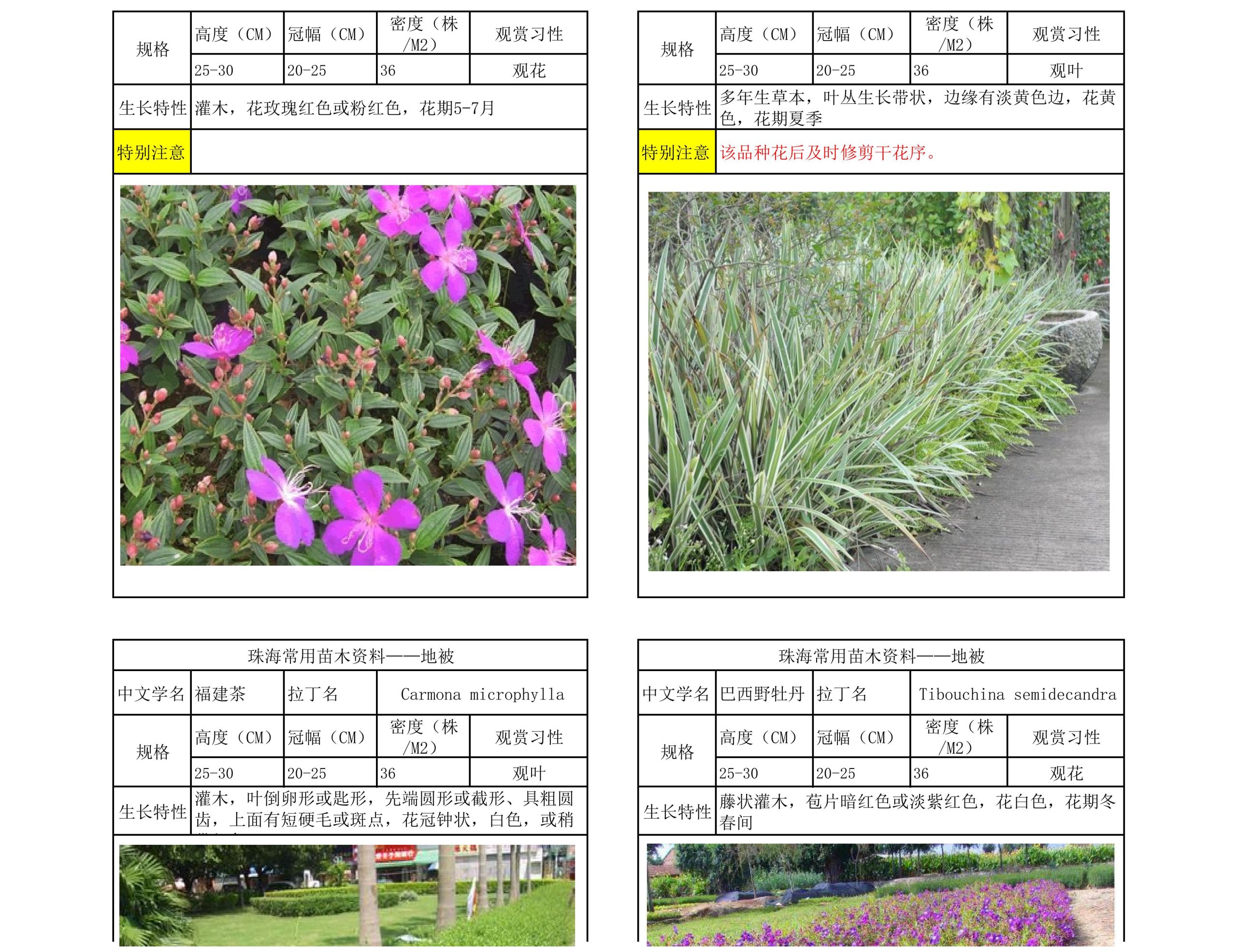 图片[40]-珠海常用苗木资料 - 由甫网-由甫网