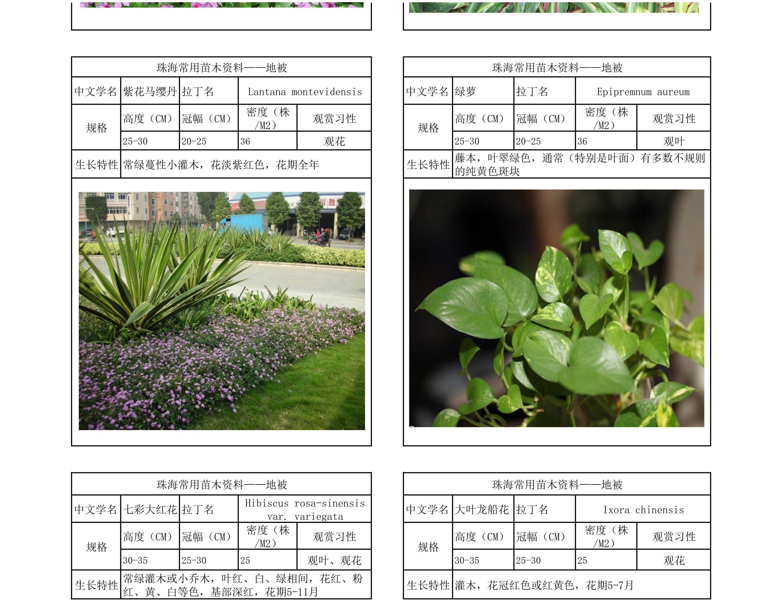 图片[42]-珠海常用苗木资料 - 由甫网-由甫网