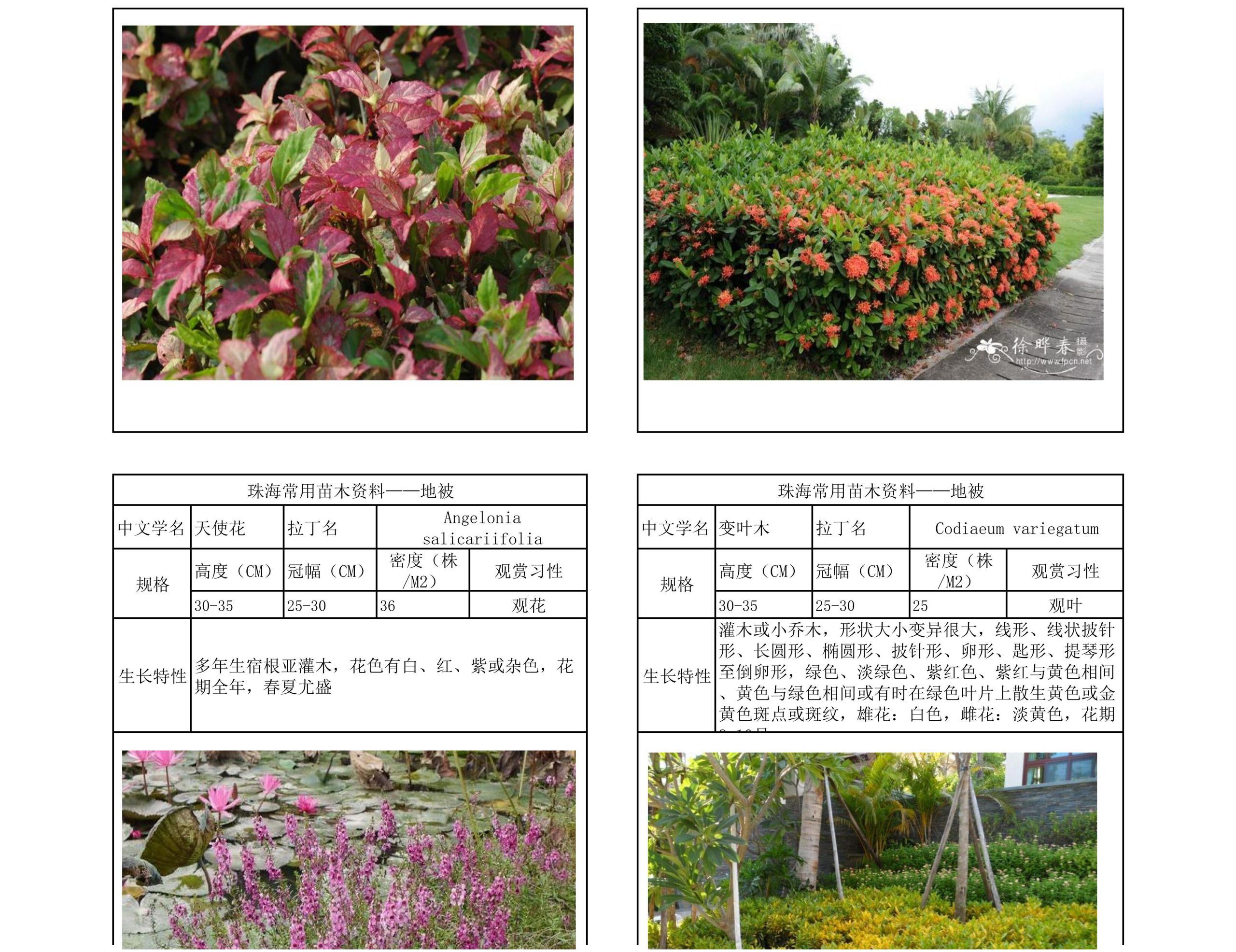 图片[43]-珠海常用苗木资料 - 由甫网-由甫网