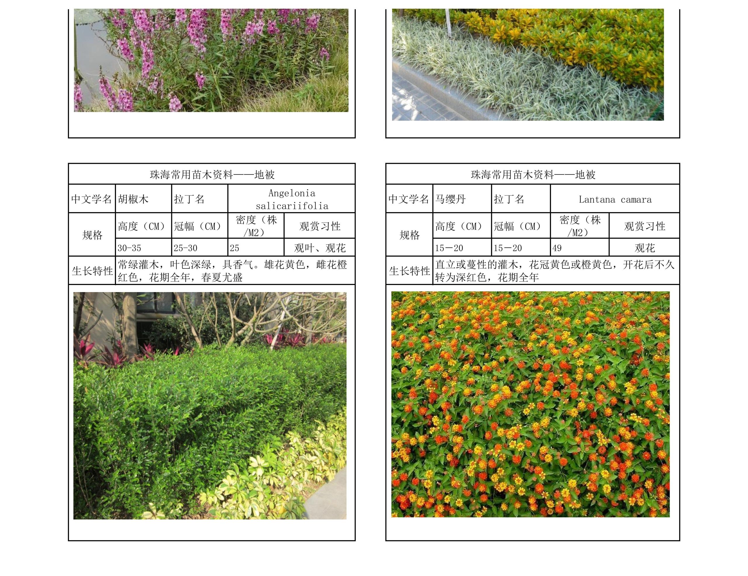 图片[44]-珠海常用苗木资料 - 由甫网-由甫网