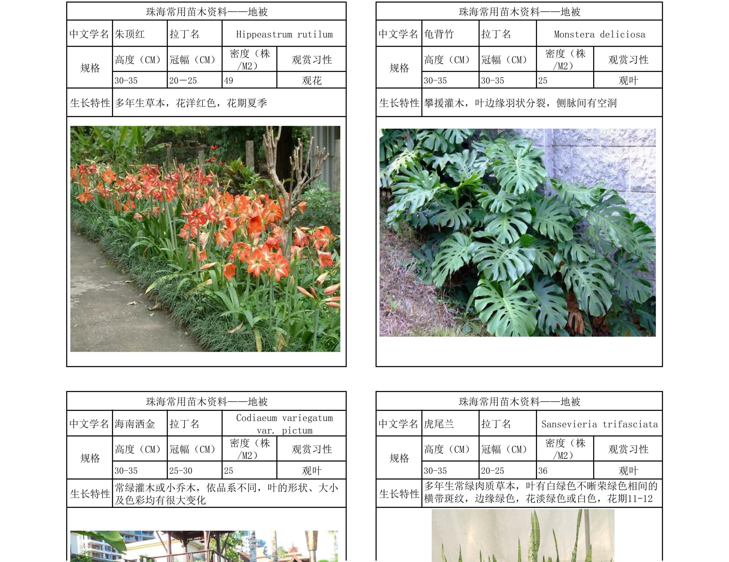 图片[45]-珠海常用苗木资料 - 由甫网-由甫网