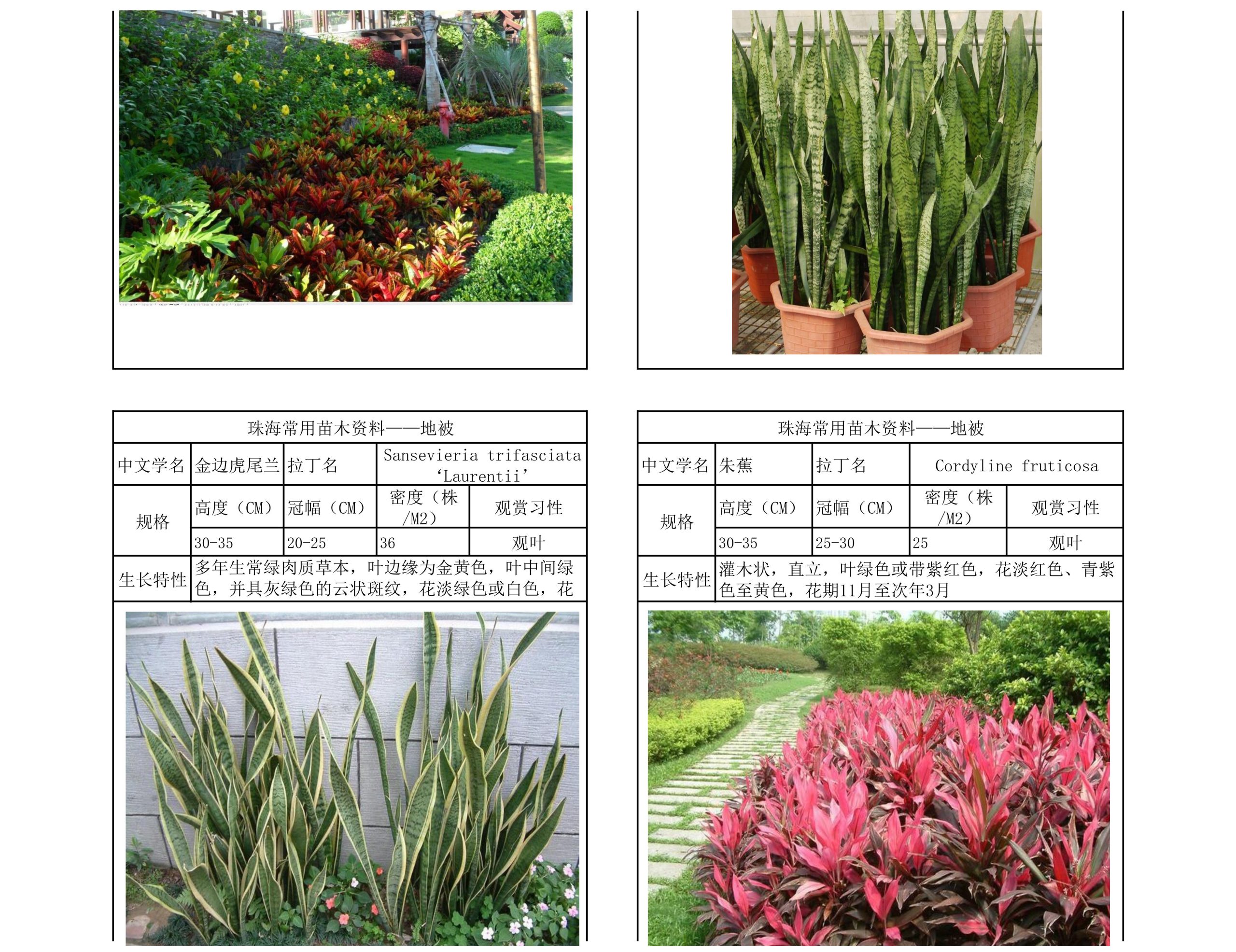 图片[46]-珠海常用苗木资料 - 由甫网-由甫网