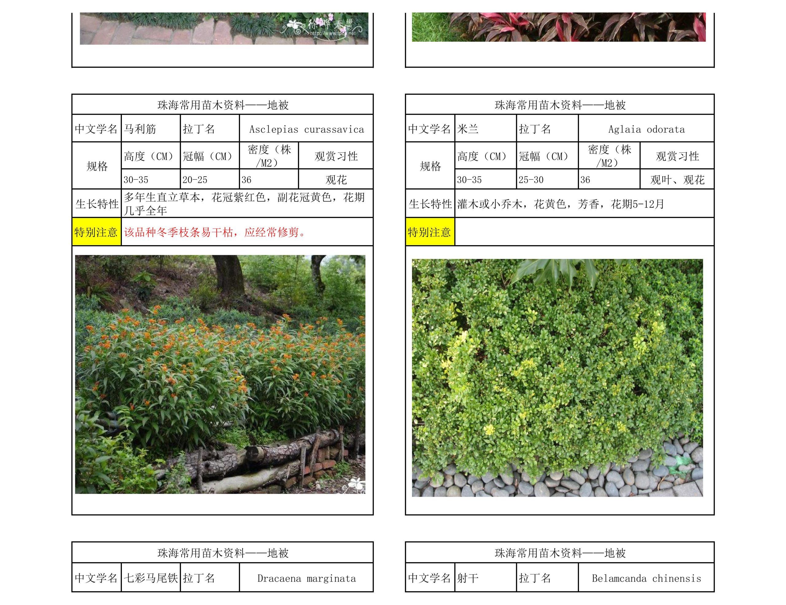 图片[47]-珠海常用苗木资料 - 由甫网-由甫网
