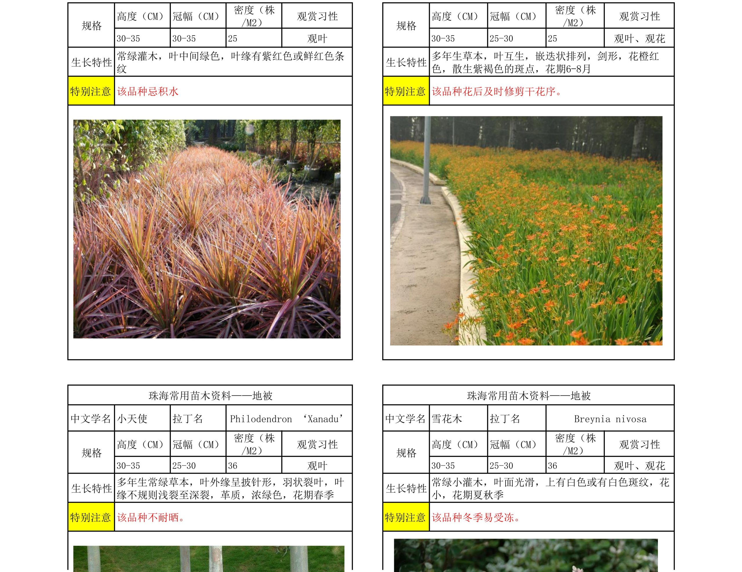 图片[48]-珠海常用苗木资料 - 由甫网-由甫网