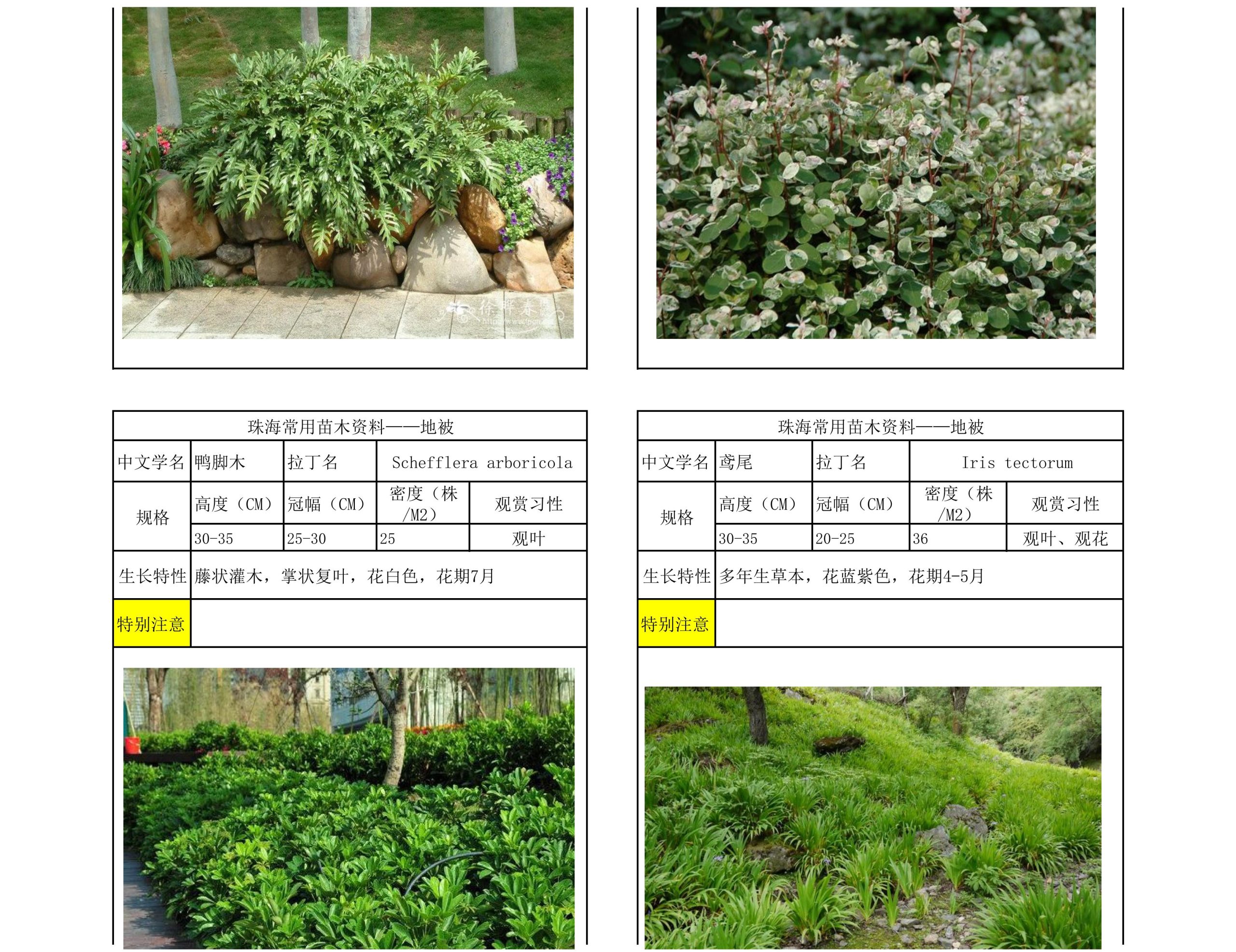 图片[49]-珠海常用苗木资料 - 由甫网-由甫网