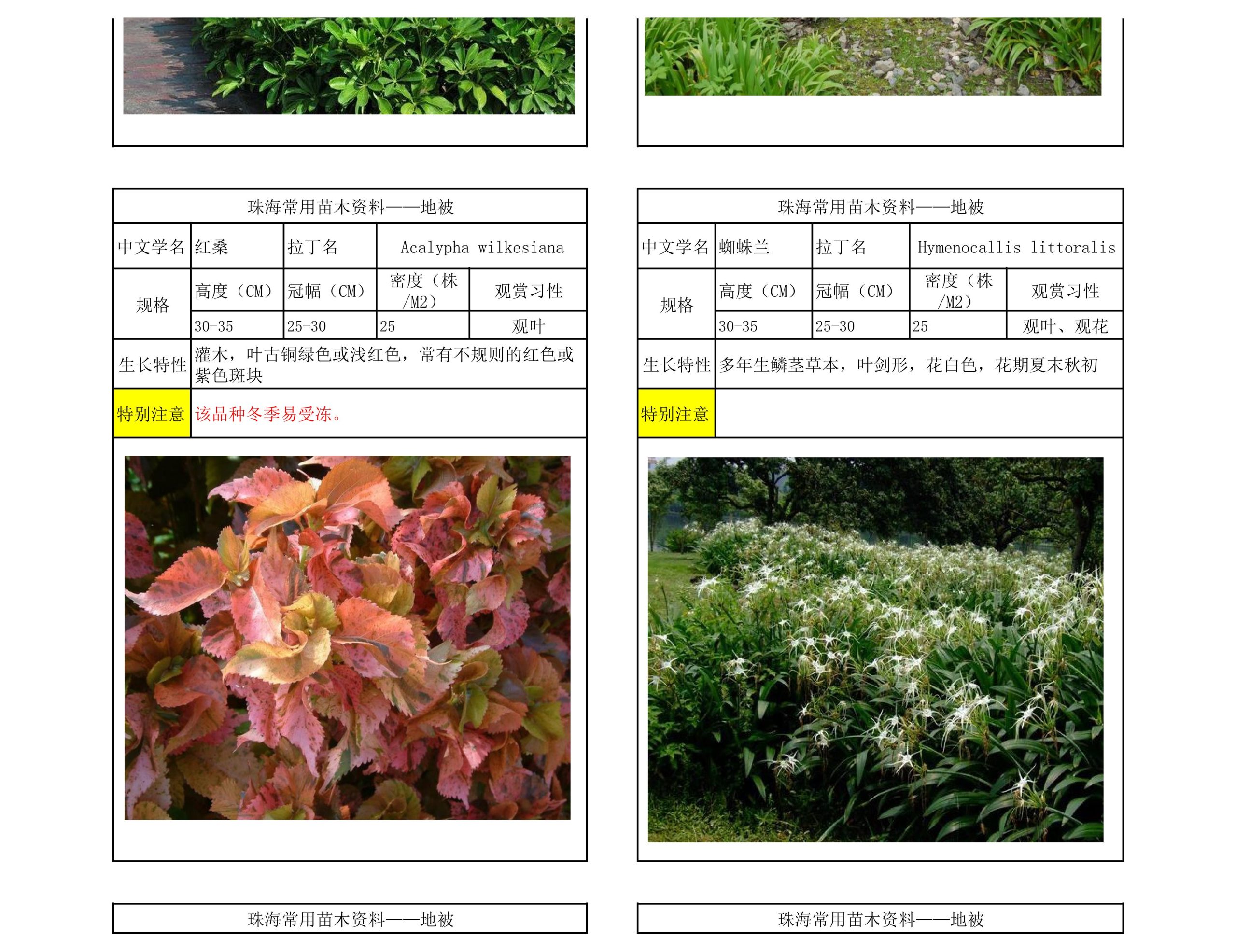 图片[50]-珠海常用苗木资料 - 由甫网-由甫网