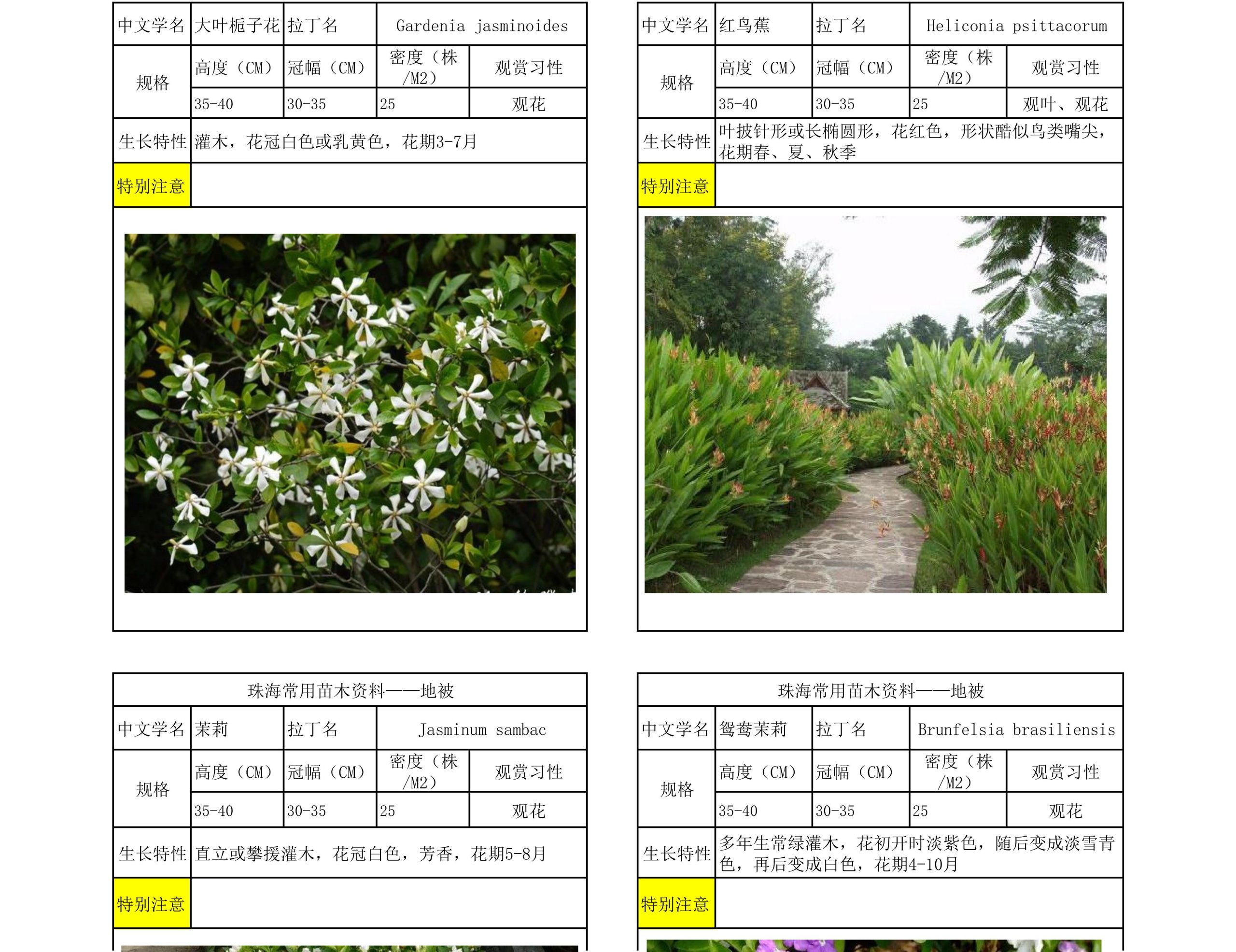 图片[51]-珠海常用苗木资料 - 由甫网-由甫网