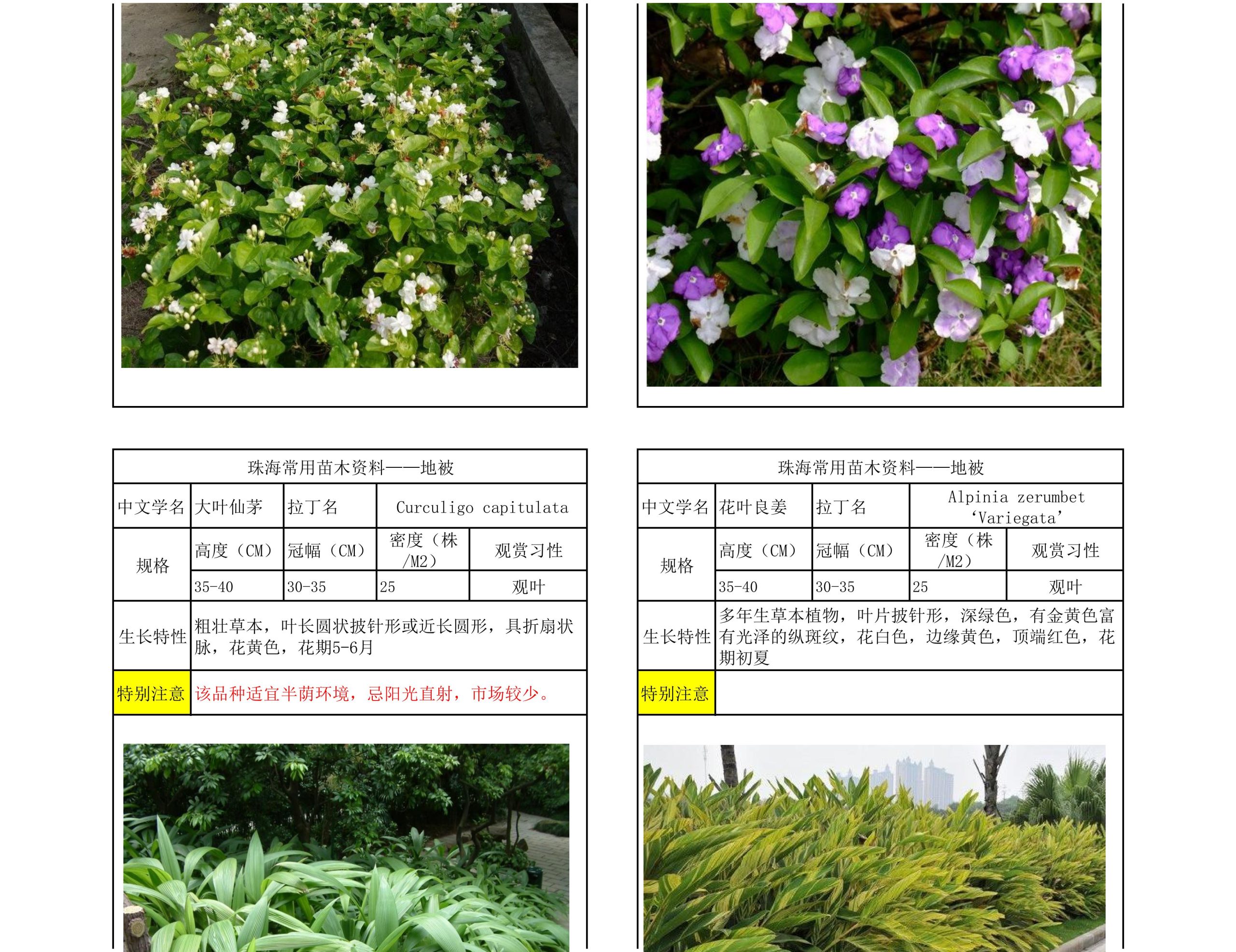 图片[52]-珠海常用苗木资料 - 由甫网-由甫网