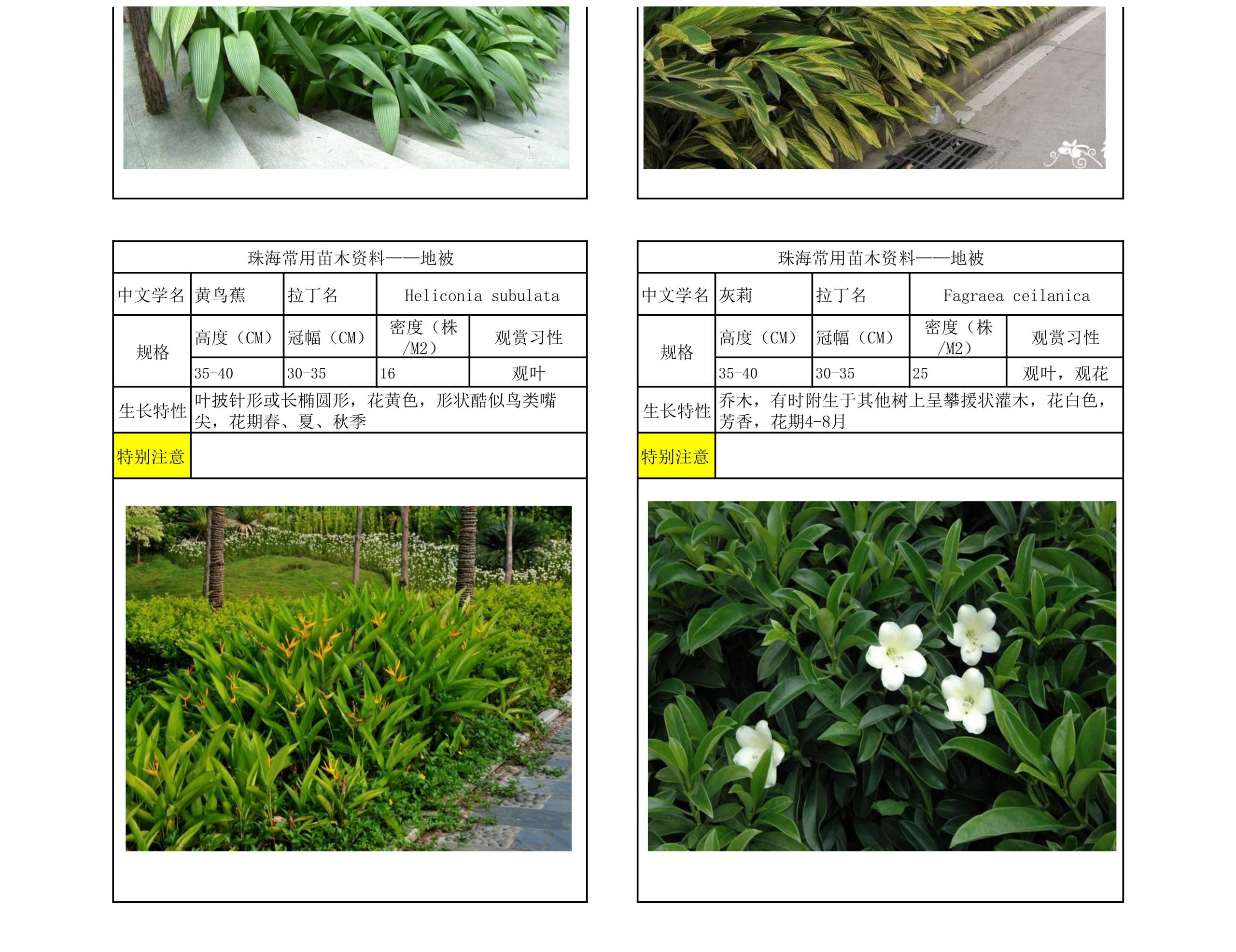 图片[53]-珠海常用苗木资料 - 由甫网-由甫网