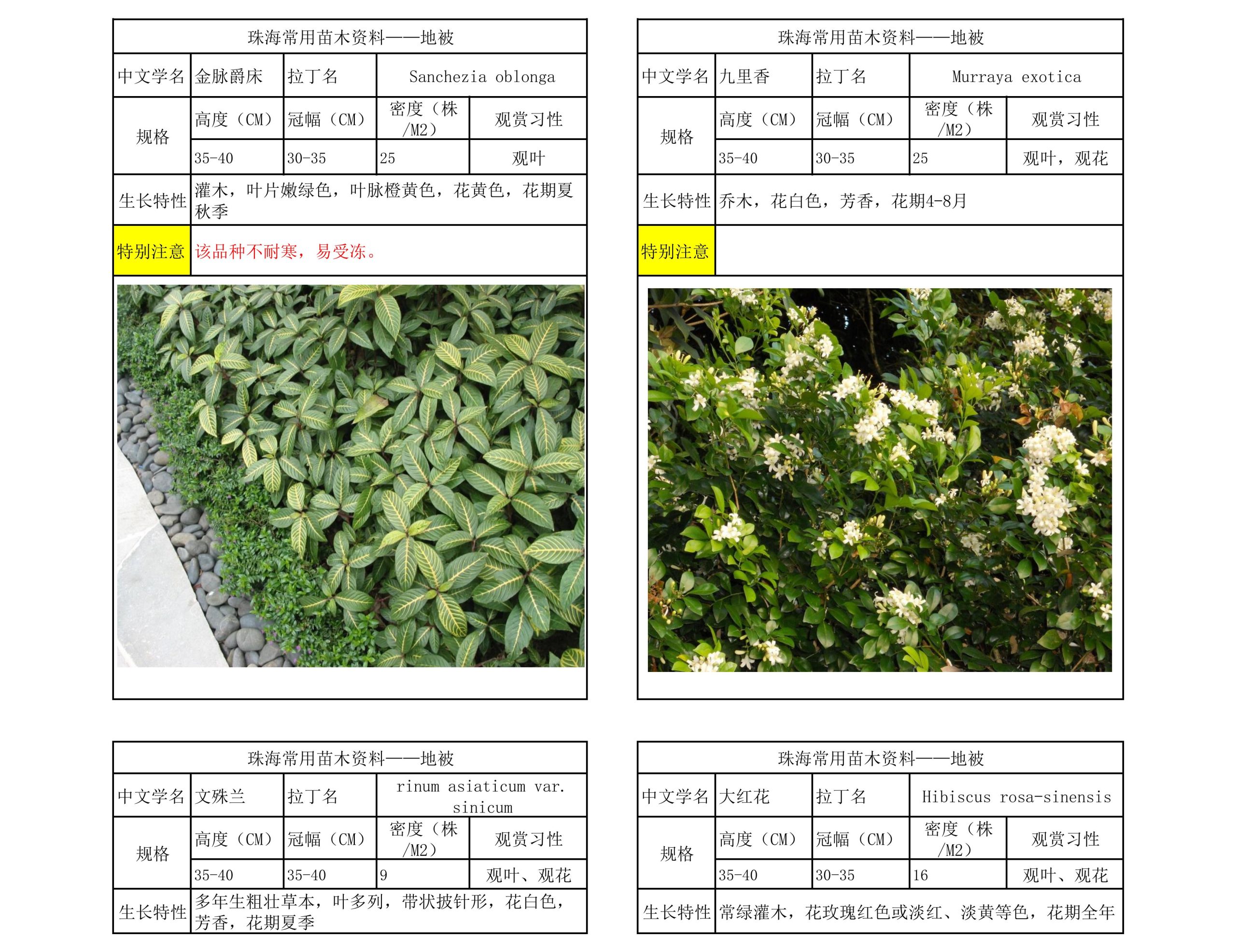 图片[54]-珠海常用苗木资料 - 由甫网-由甫网