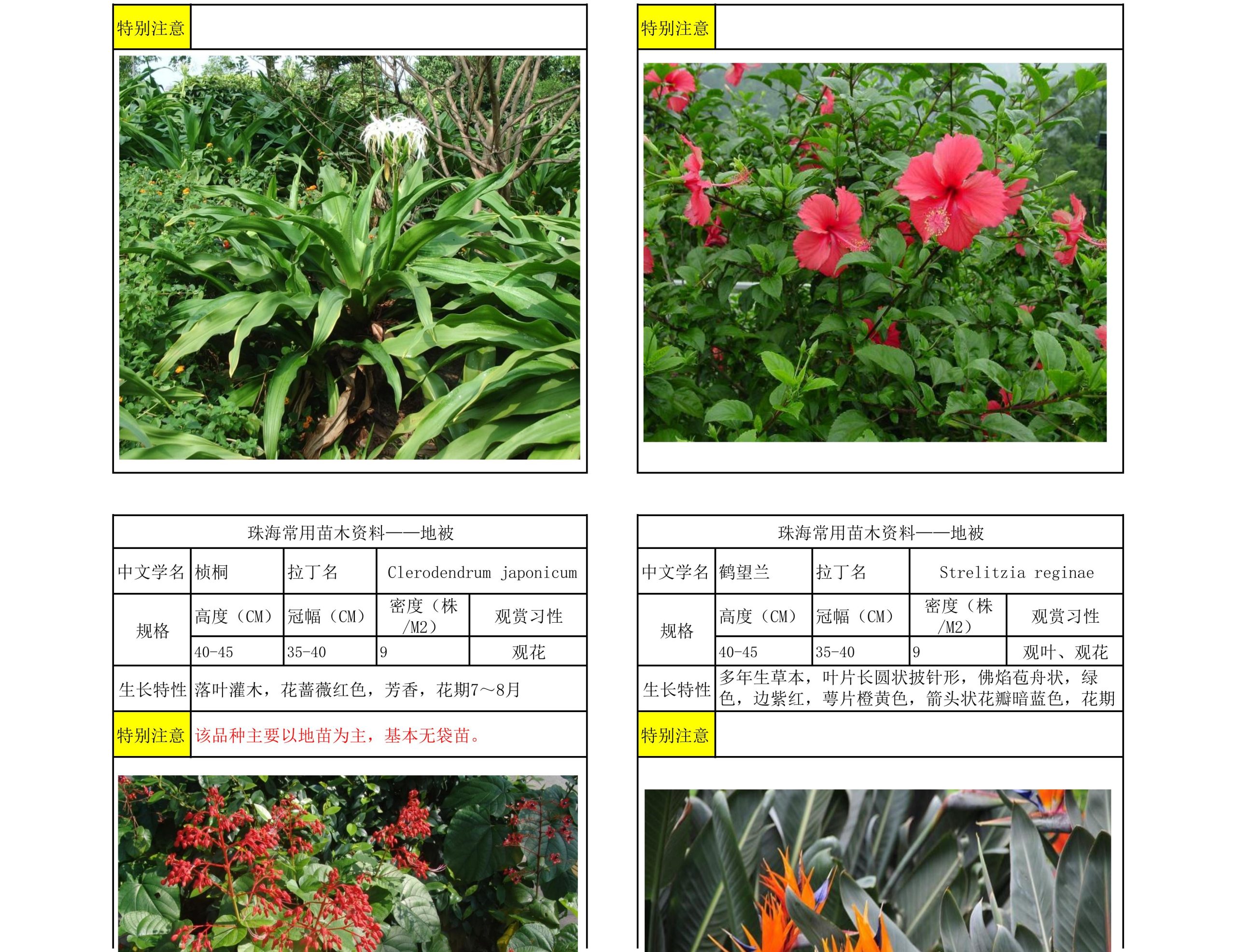 图片[55]-珠海常用苗木资料 - 由甫网-由甫网