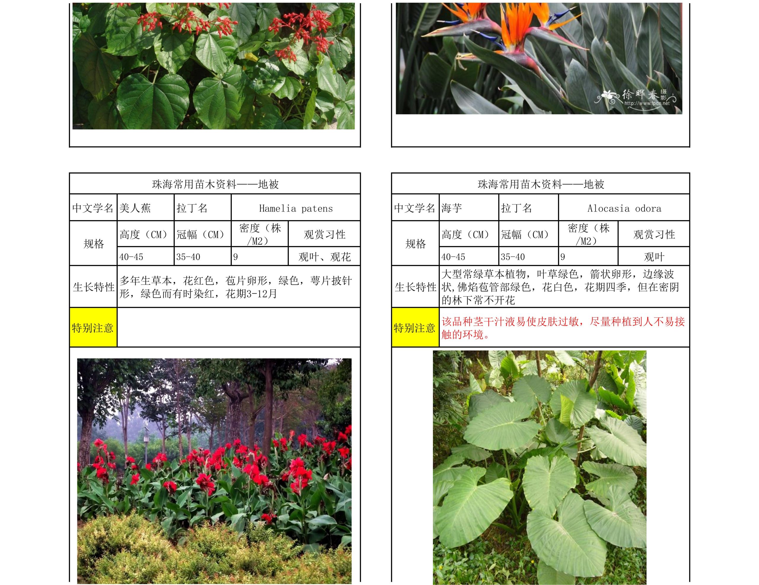图片[56]-珠海常用苗木资料 - 由甫网-由甫网