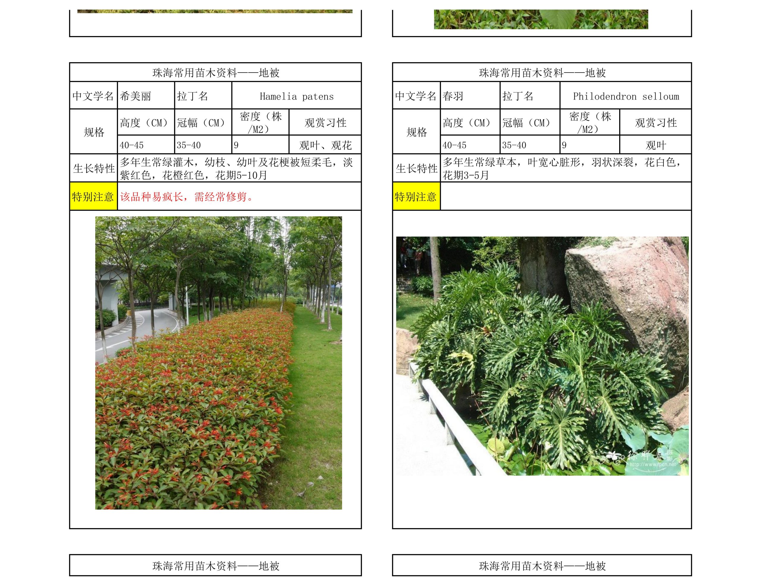 图片[57]-珠海常用苗木资料 - 由甫网-由甫网