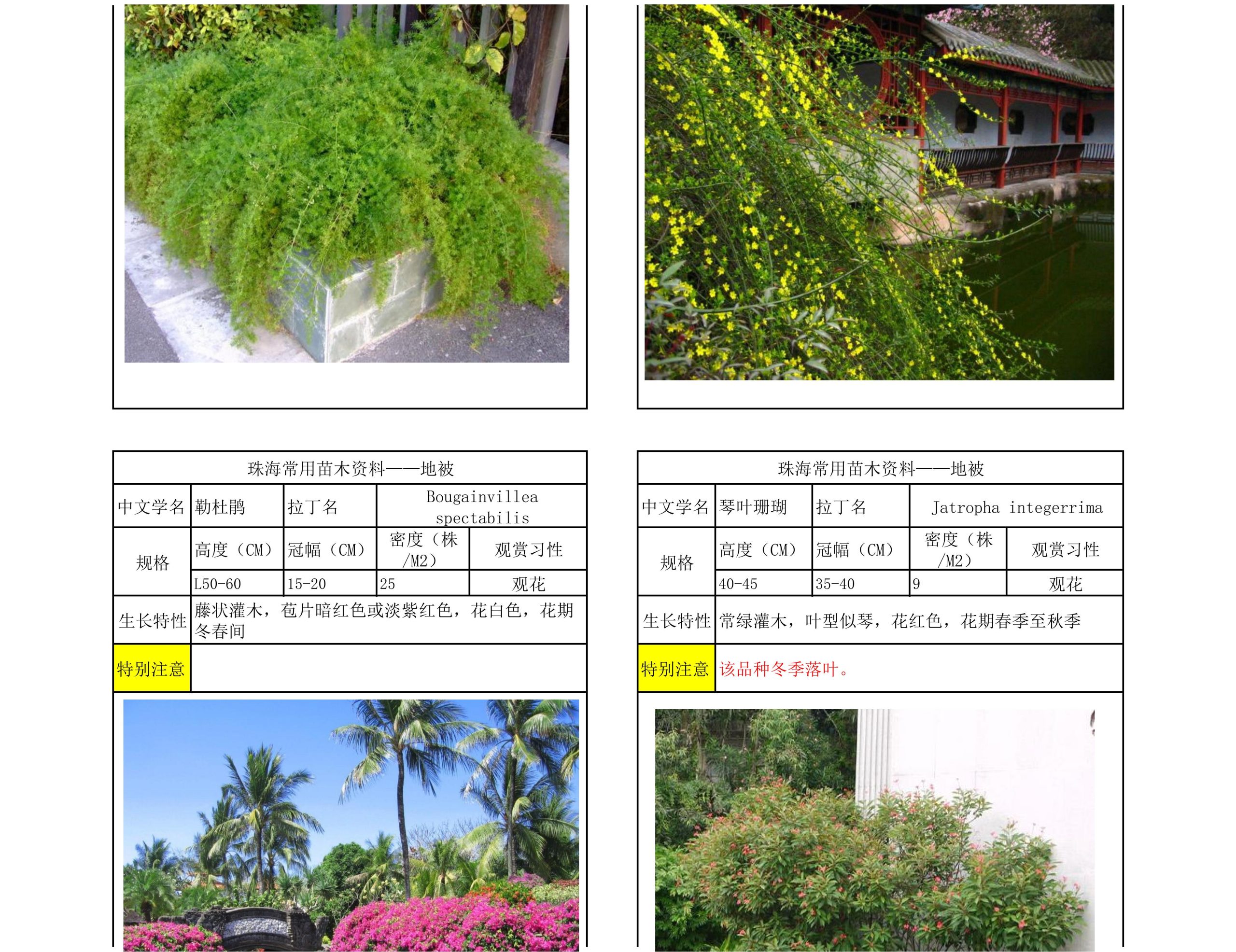 图片[59]-珠海常用苗木资料 - 由甫网-由甫网