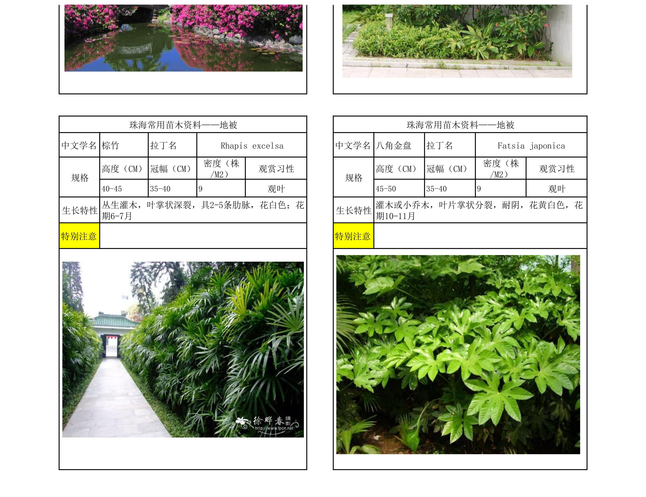 图片[60]-珠海常用苗木资料 - 由甫网-由甫网