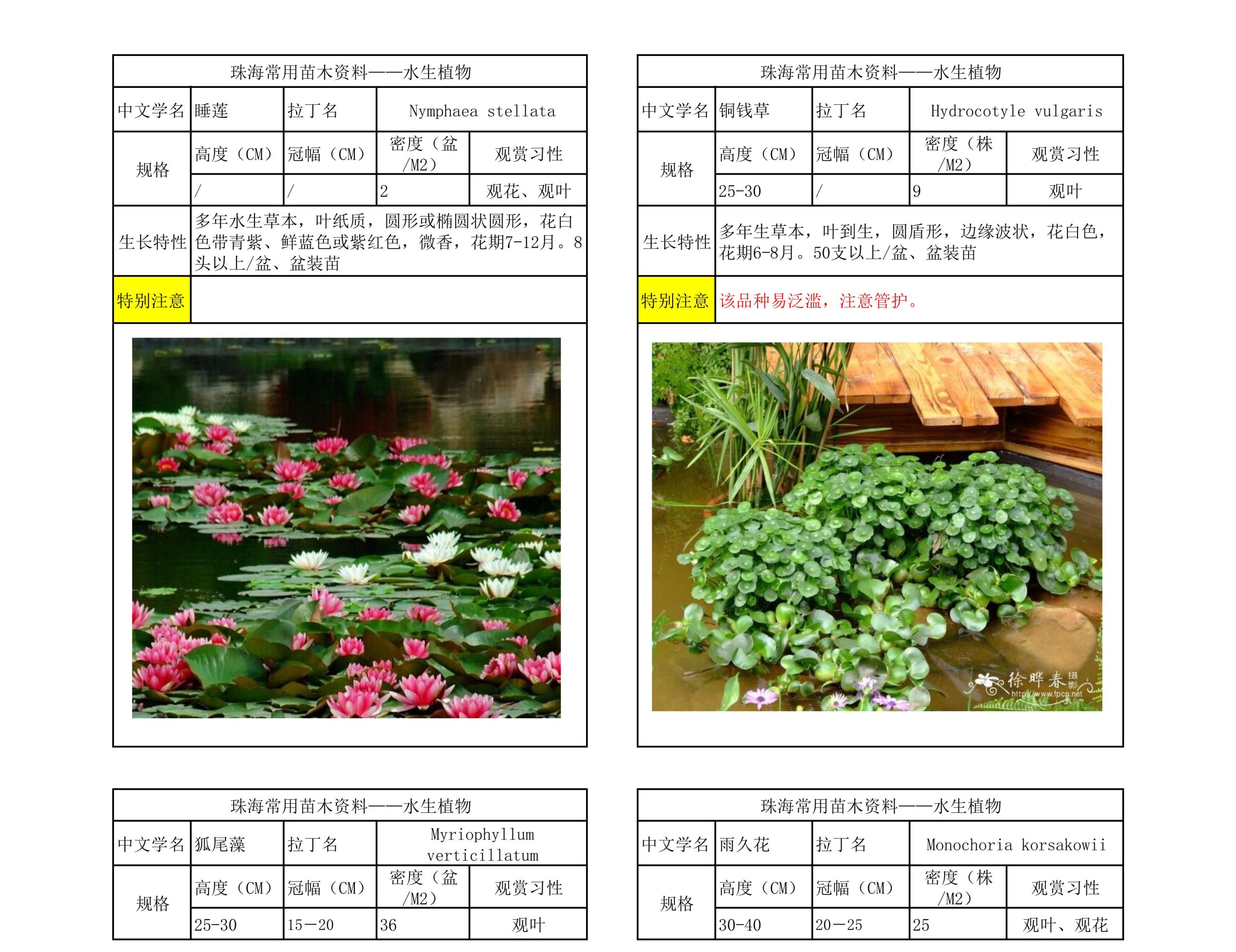 图片[61]-珠海常用苗木资料 - 由甫网-由甫网