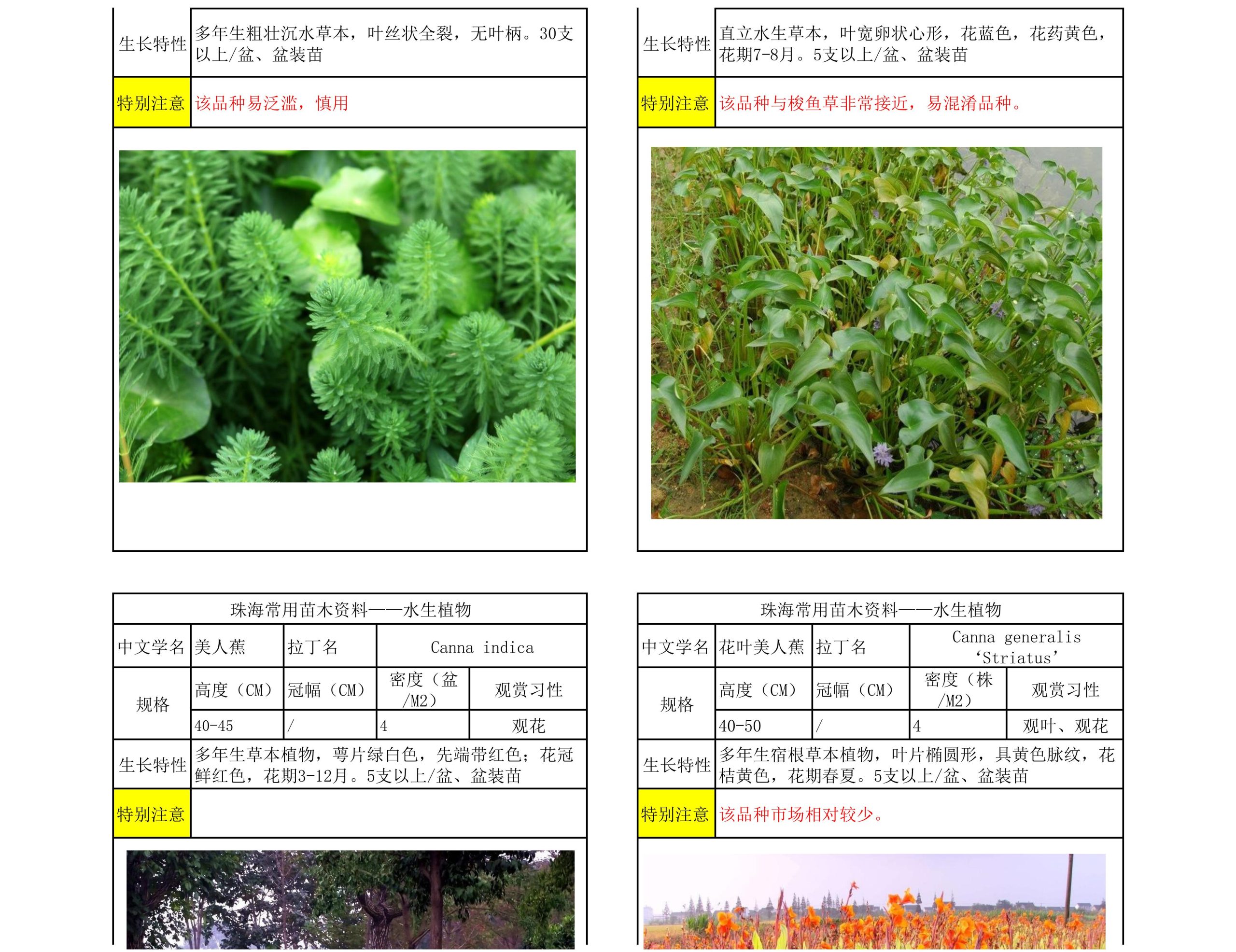图片[62]-珠海常用苗木资料 - 由甫网-由甫网
