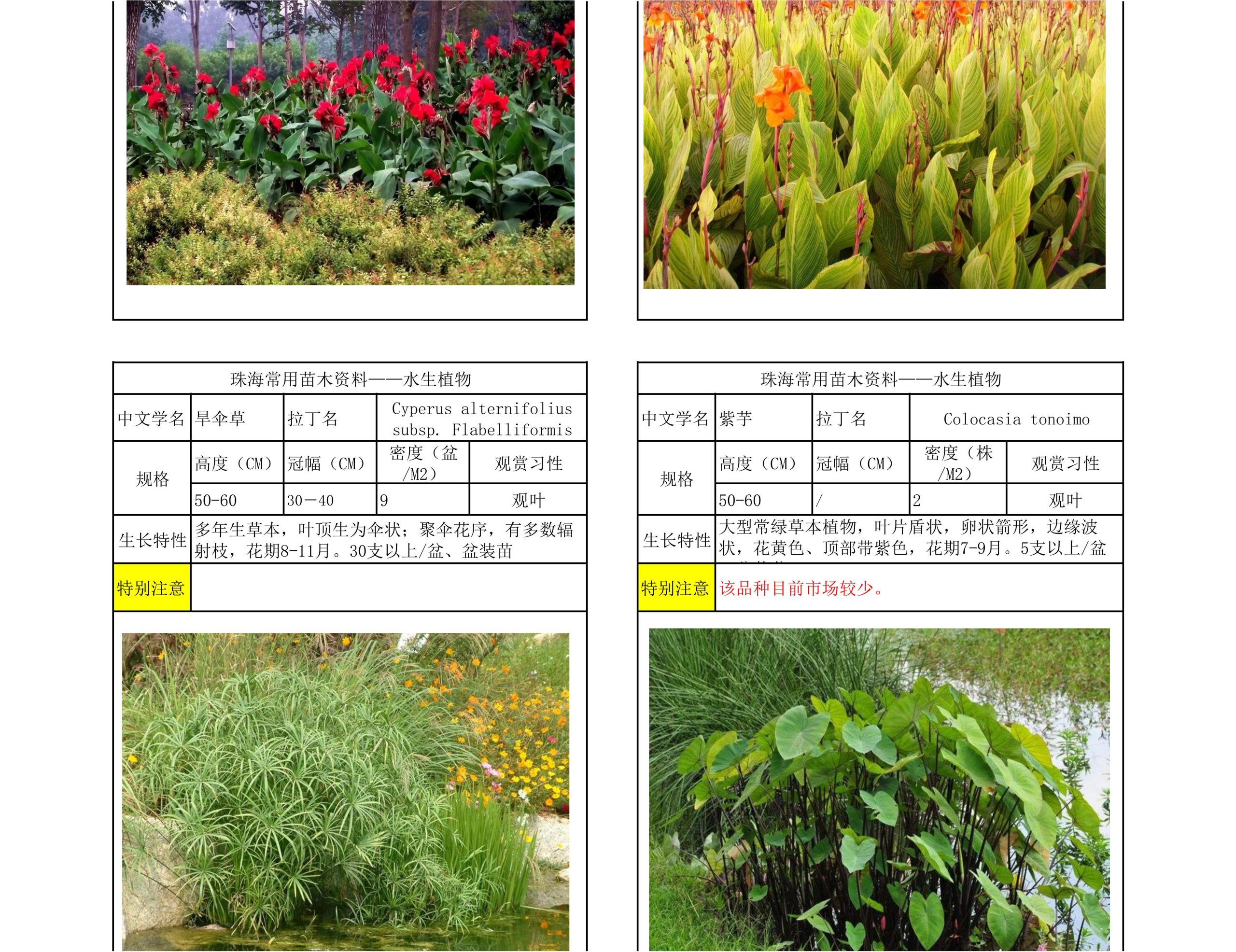 图片[63]-珠海常用苗木资料 - 由甫网-由甫网