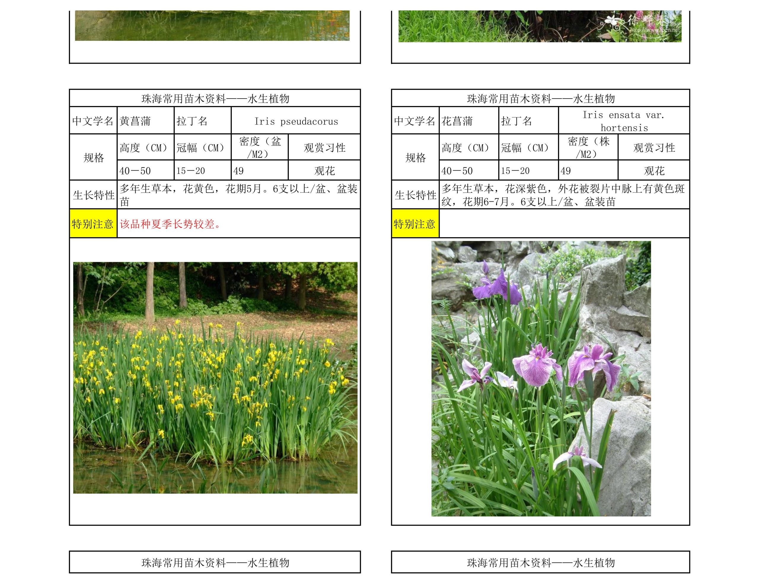 图片[64]-珠海常用苗木资料 - 由甫网-由甫网