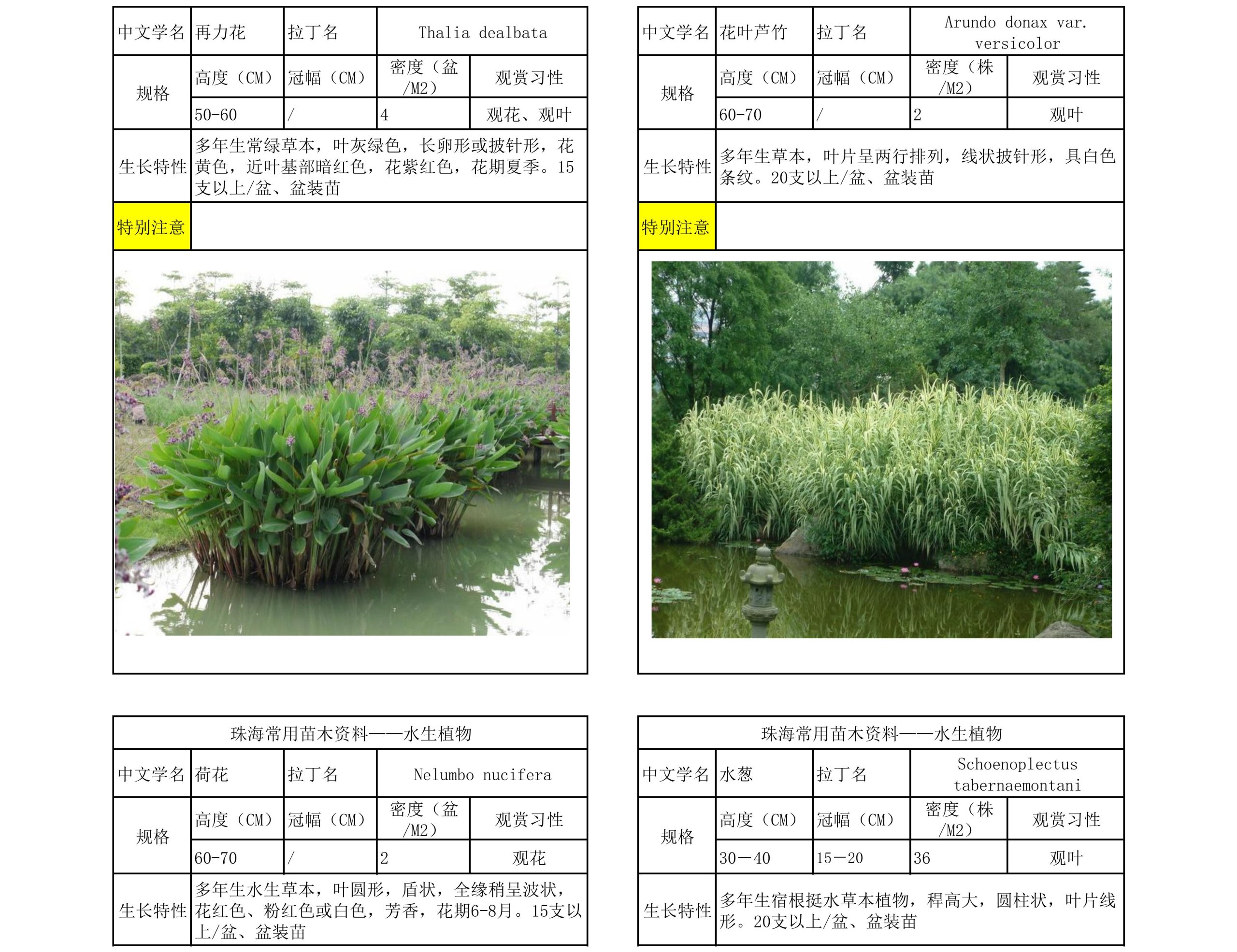 图片[65]-珠海常用苗木资料 - 由甫网-由甫网