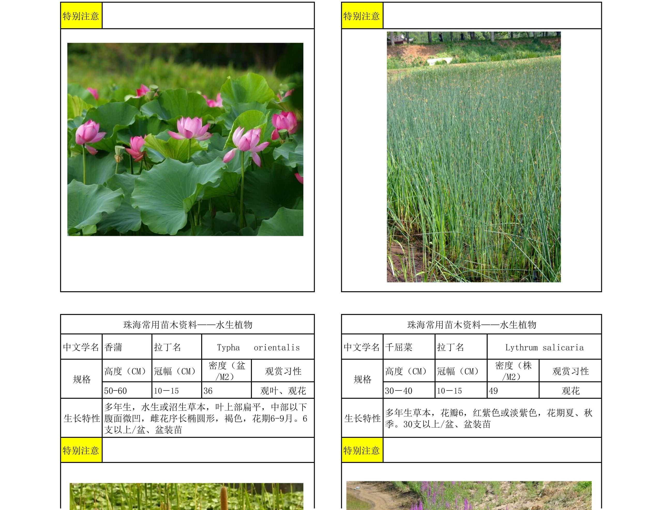 图片[66]-珠海常用苗木资料 - 由甫网-由甫网