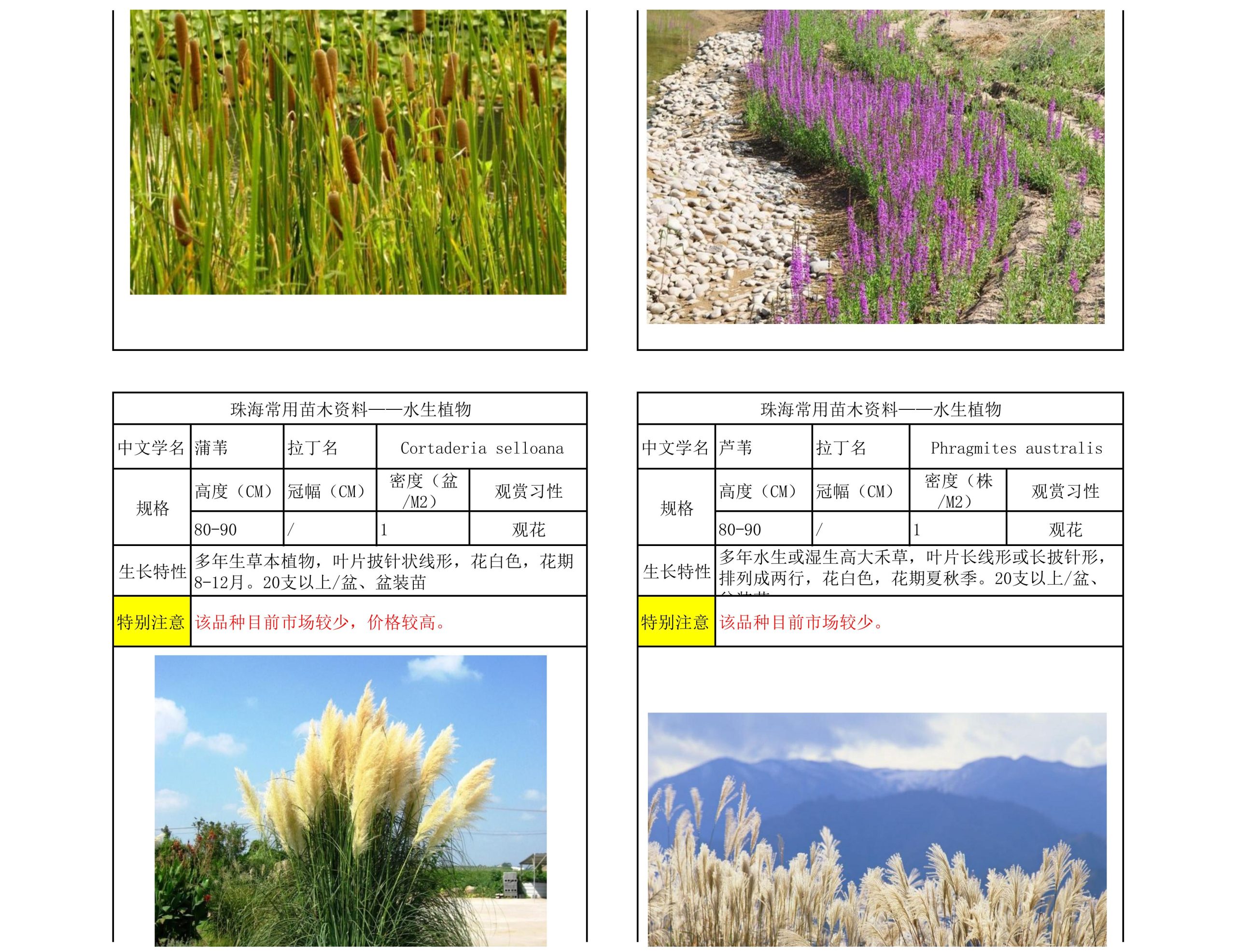 图片[67]-珠海常用苗木资料 - 由甫网-由甫网