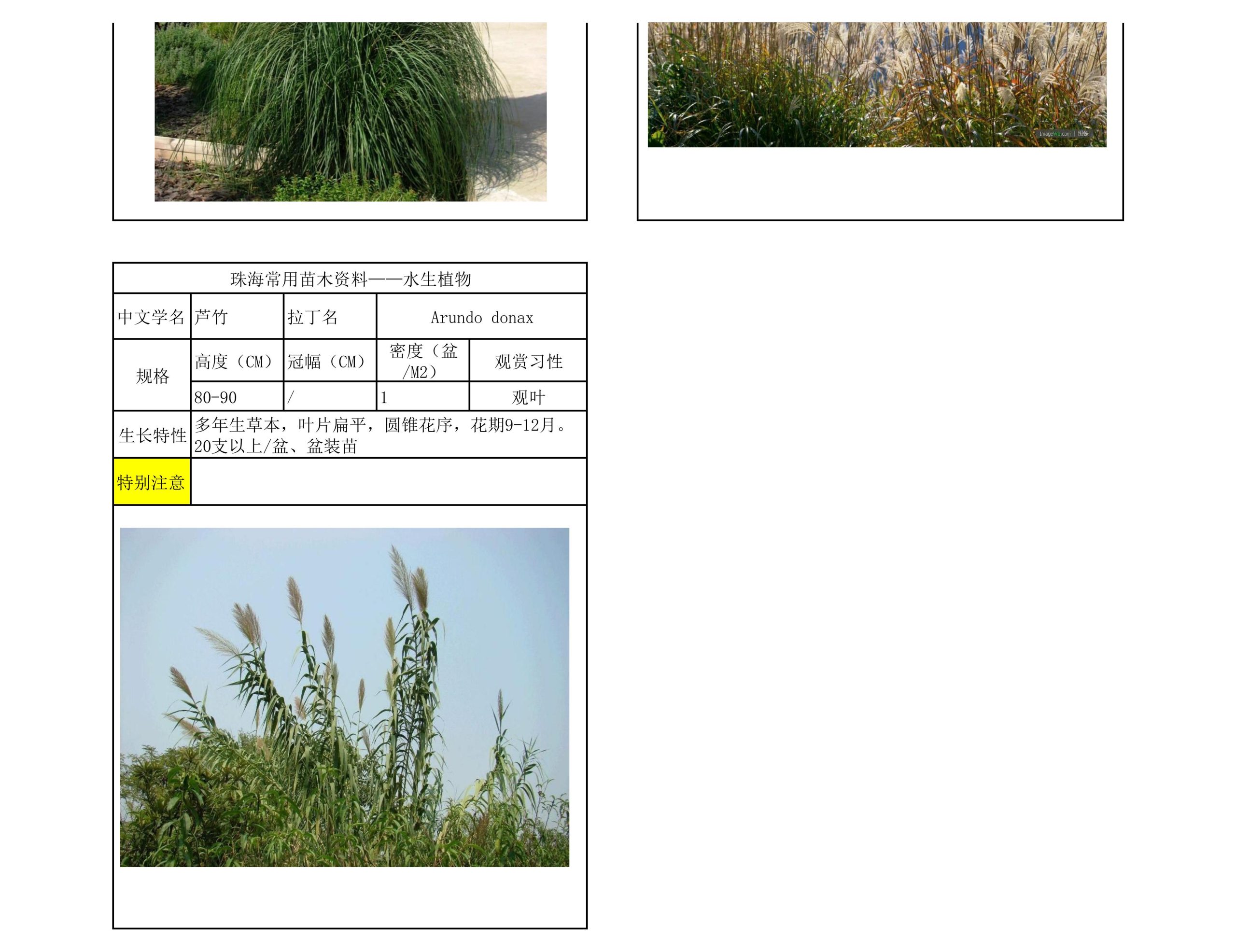 图片[68]-珠海常用苗木资料 - 由甫网-由甫网