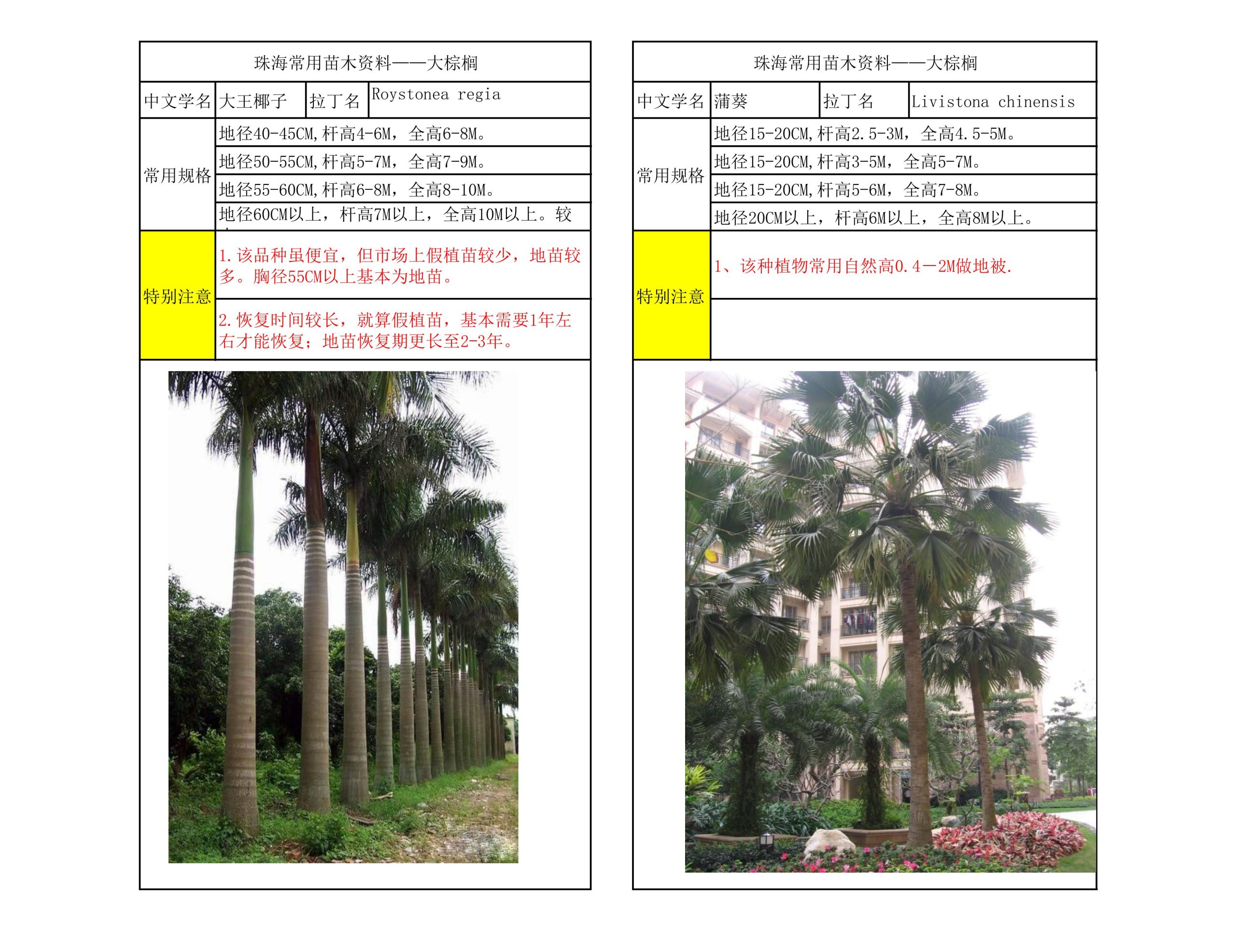 珠海常用苗木资料-由甫网