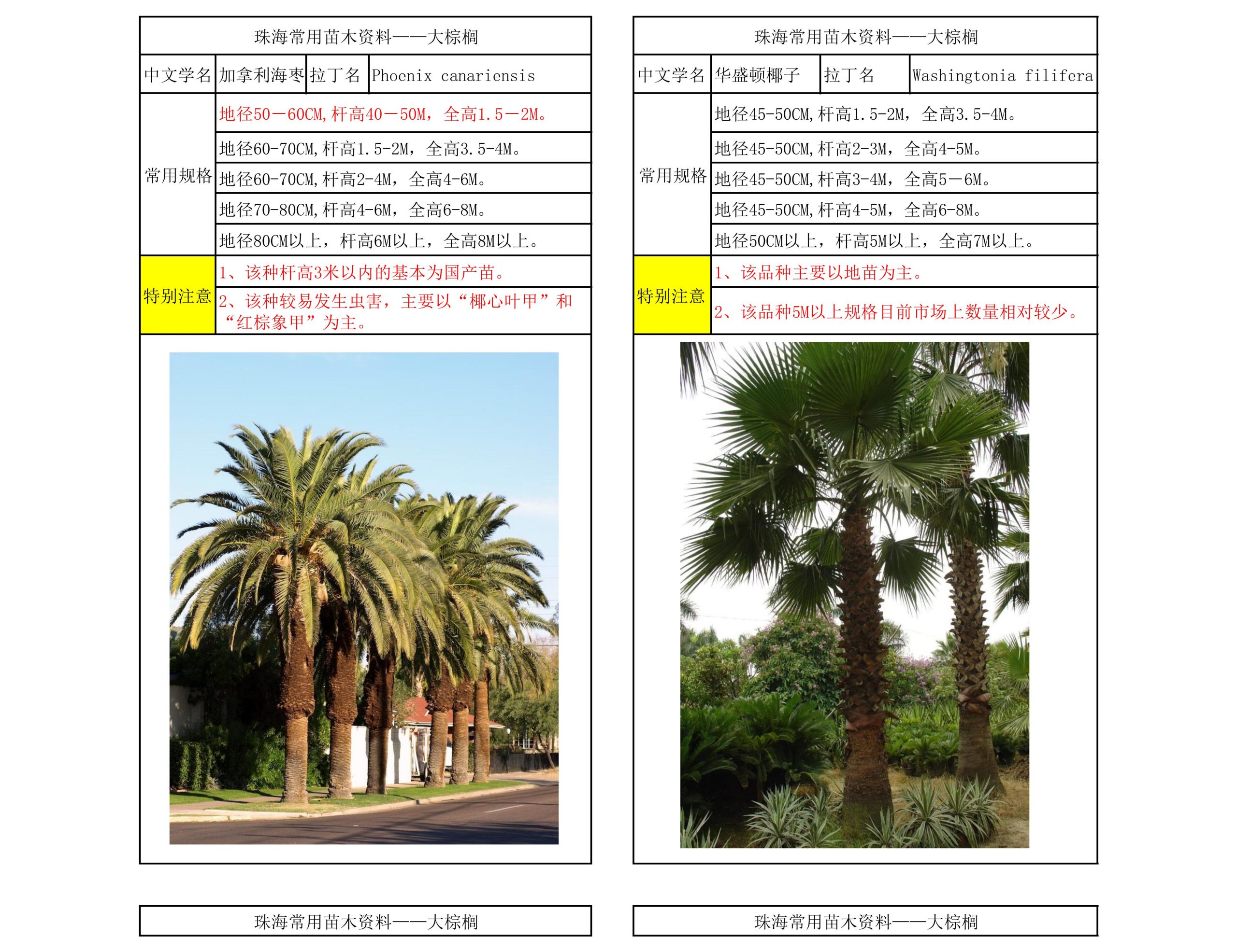 图片[2]-珠海常用苗木资料 - 由甫网-由甫网
