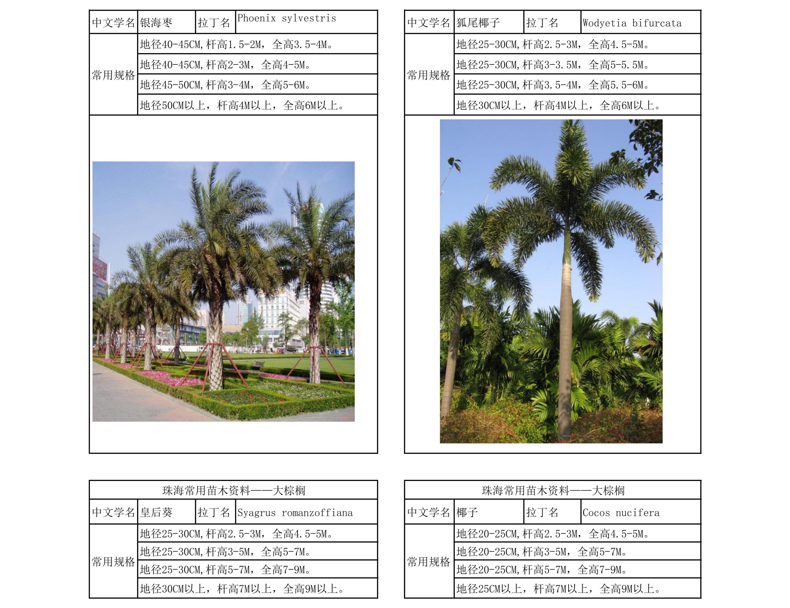 图片[3]-珠海常用苗木资料 - 由甫网-由甫网