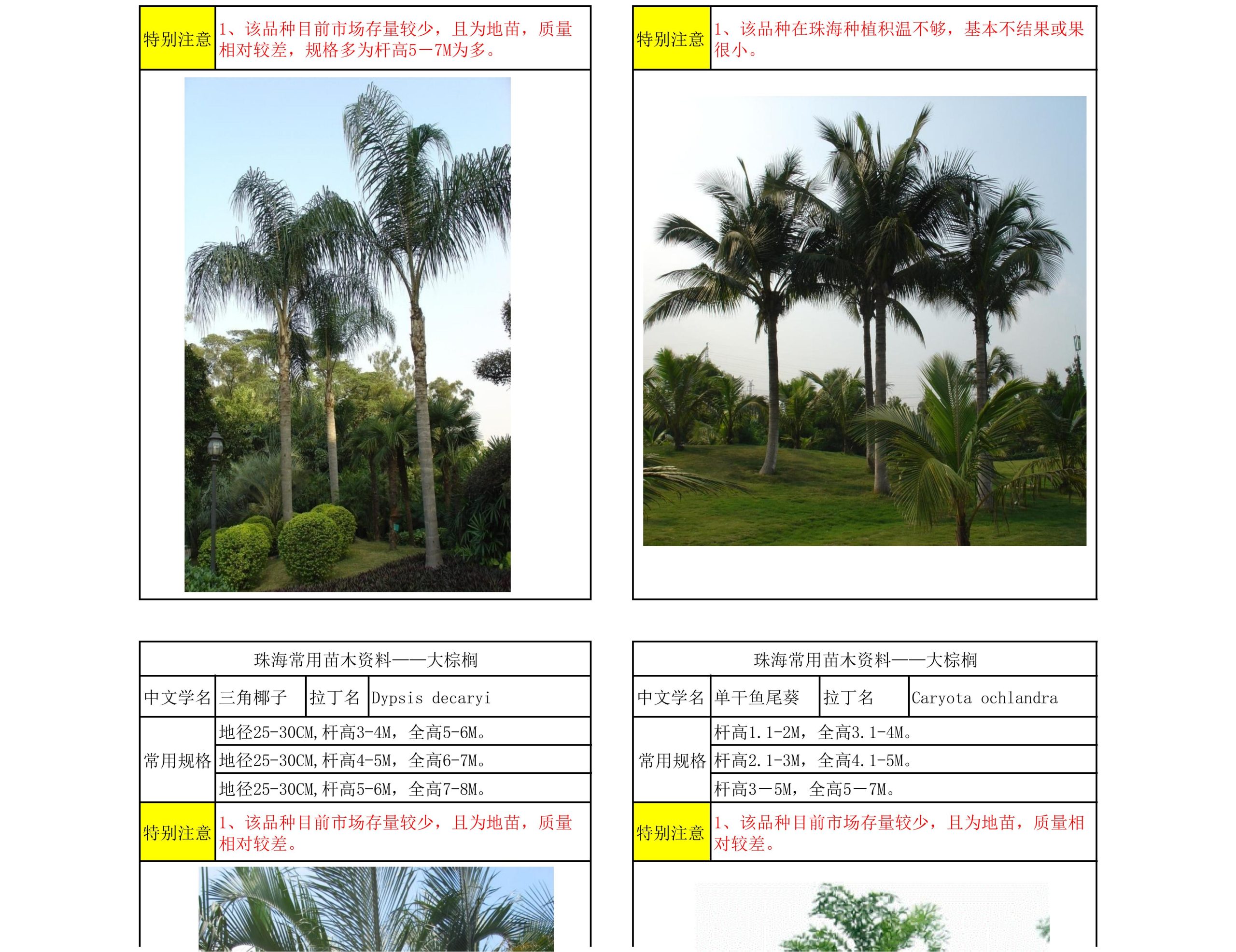 图片[4]-珠海常用苗木资料 - 由甫网-由甫网