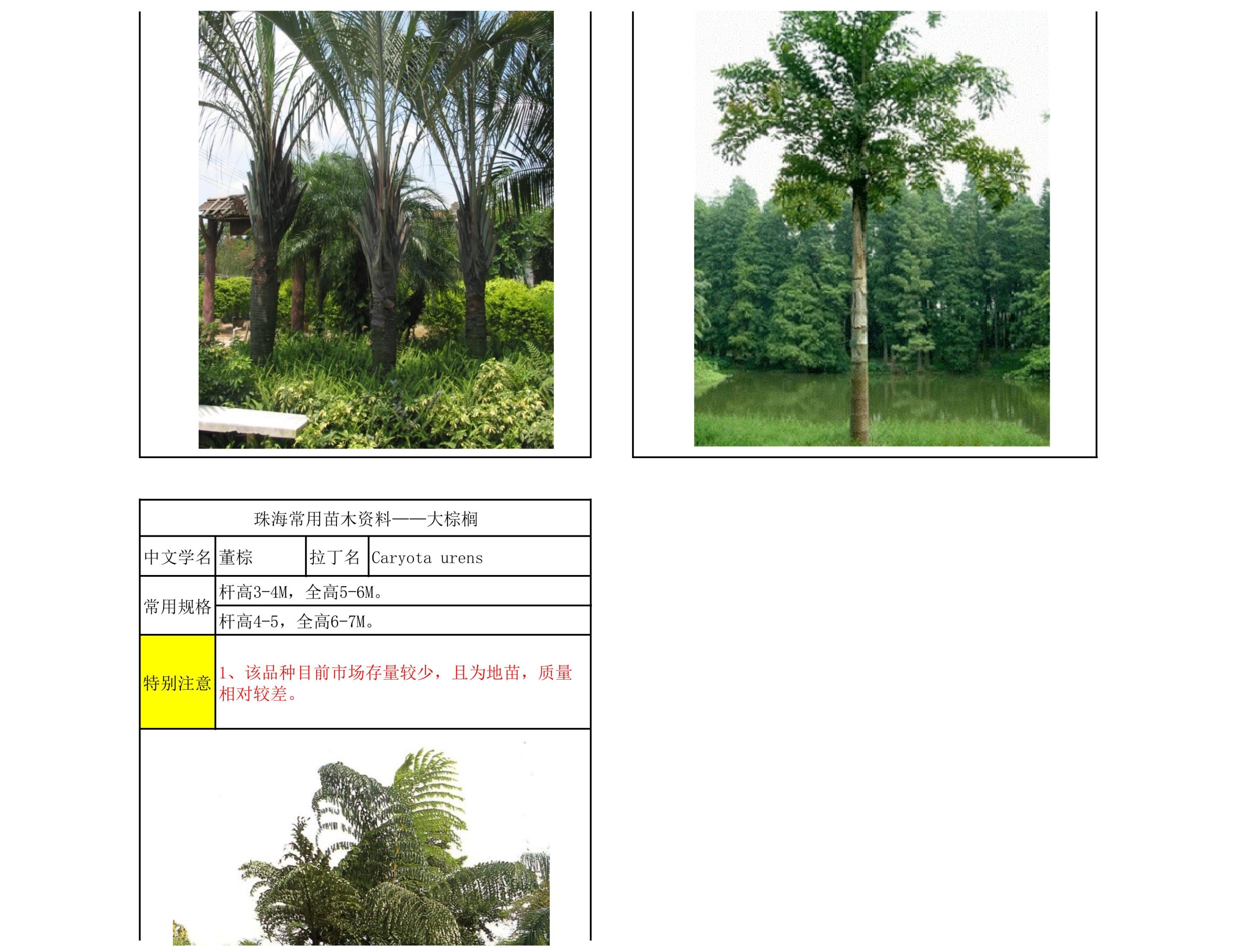 图片[5]-珠海常用苗木资料 - 由甫网-由甫网