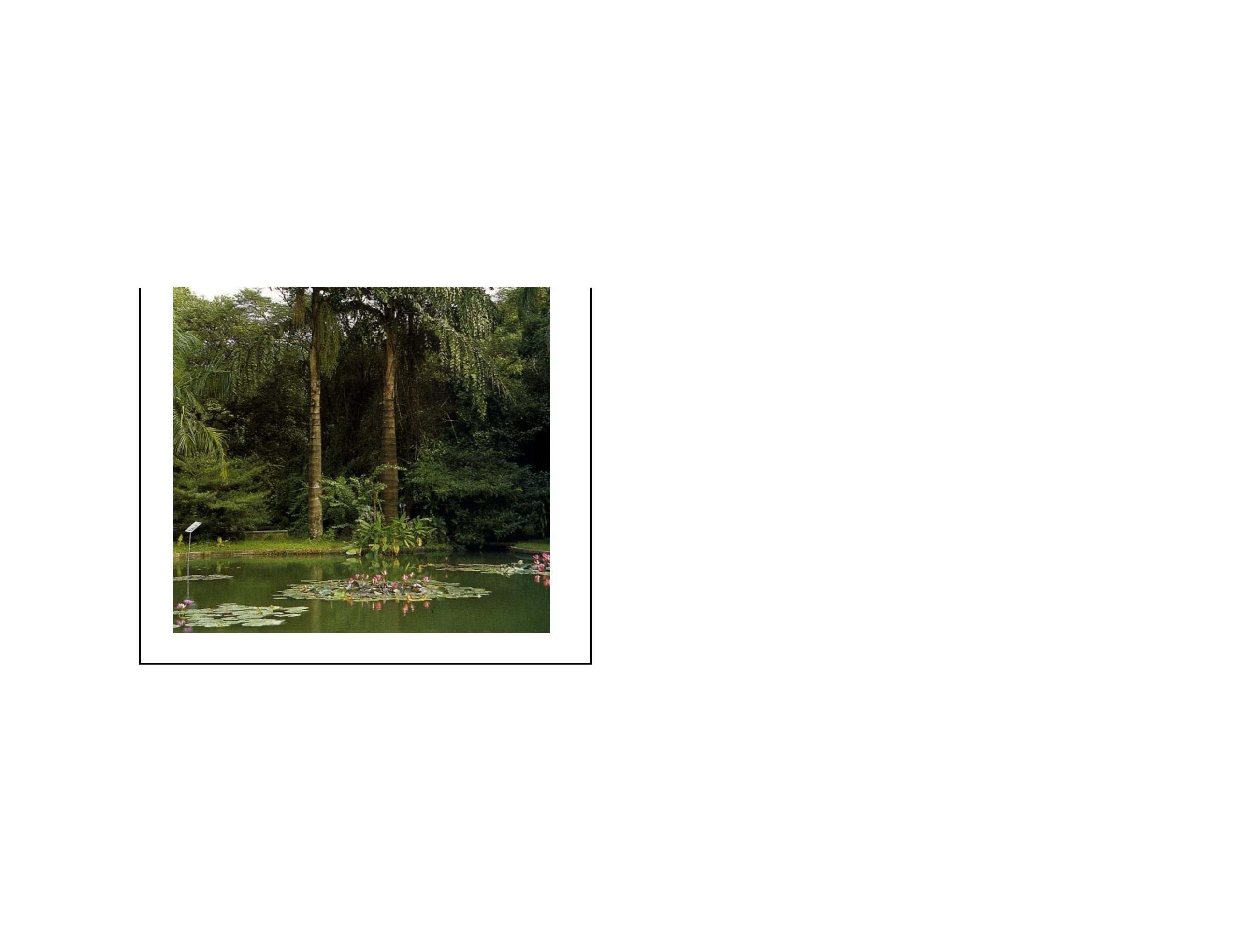 图片[6]-珠海常用苗木资料 - 由甫网-由甫网