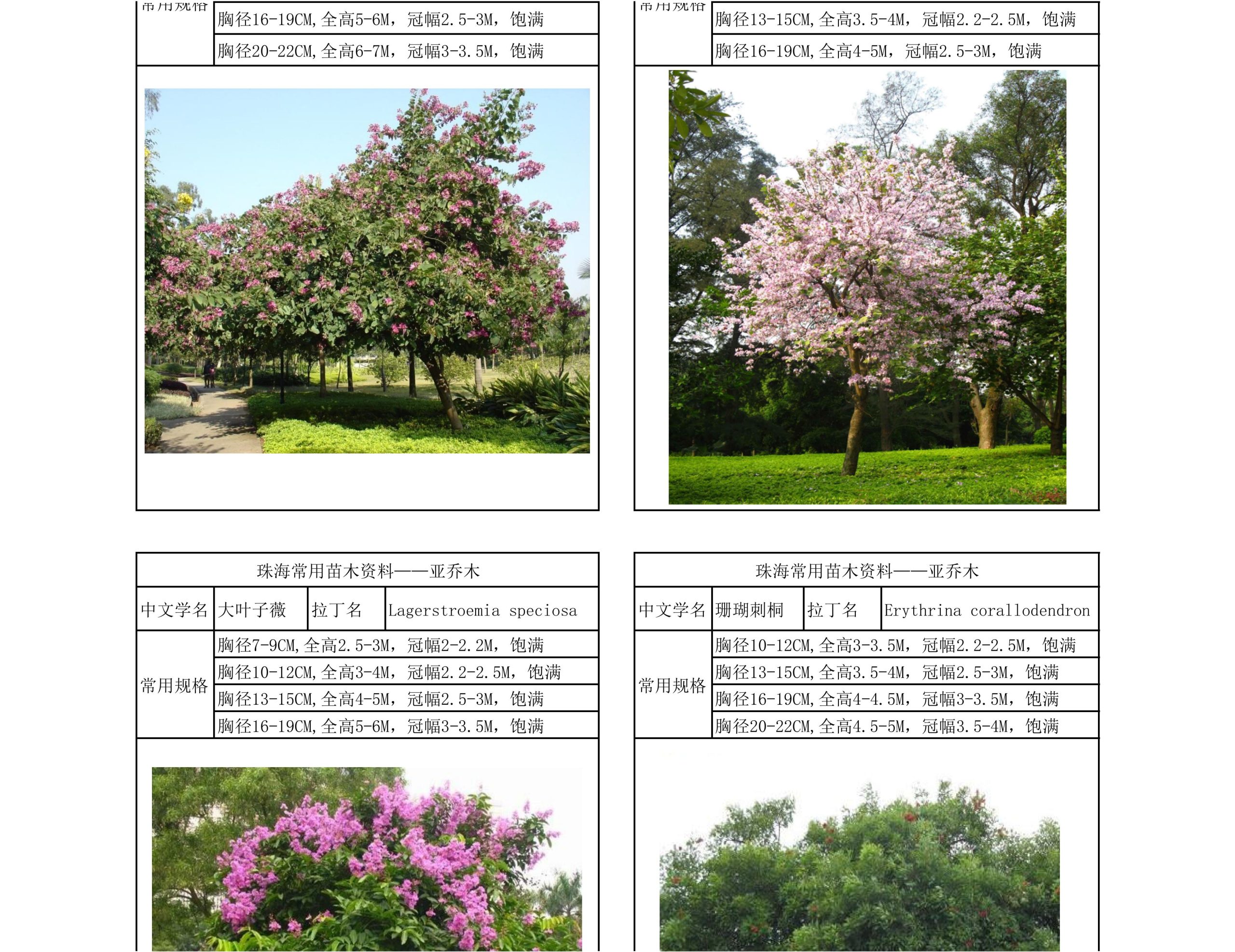 图片[8]-珠海常用苗木资料 - 由甫网-由甫网