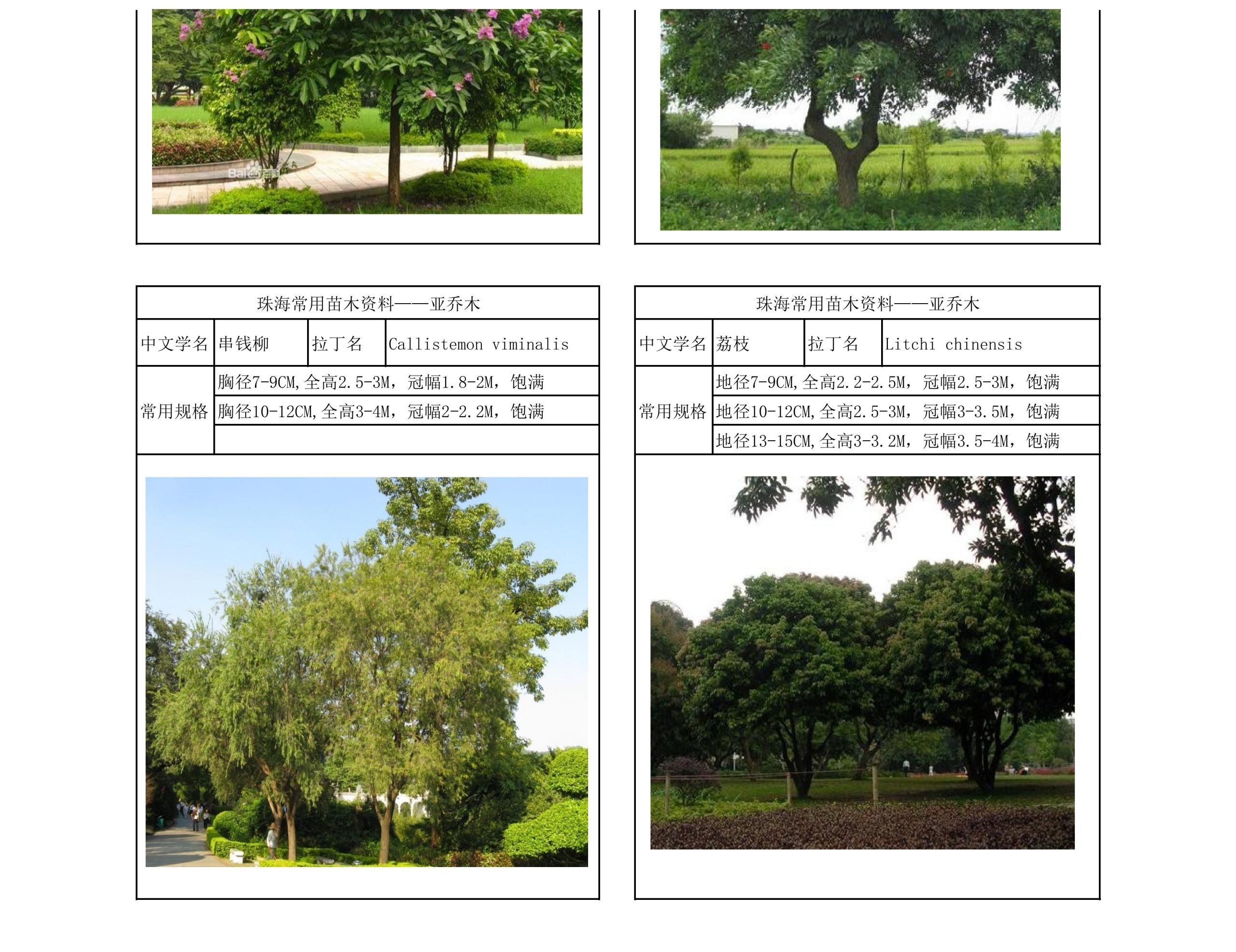 图片[9]-珠海常用苗木资料 - 由甫网-由甫网