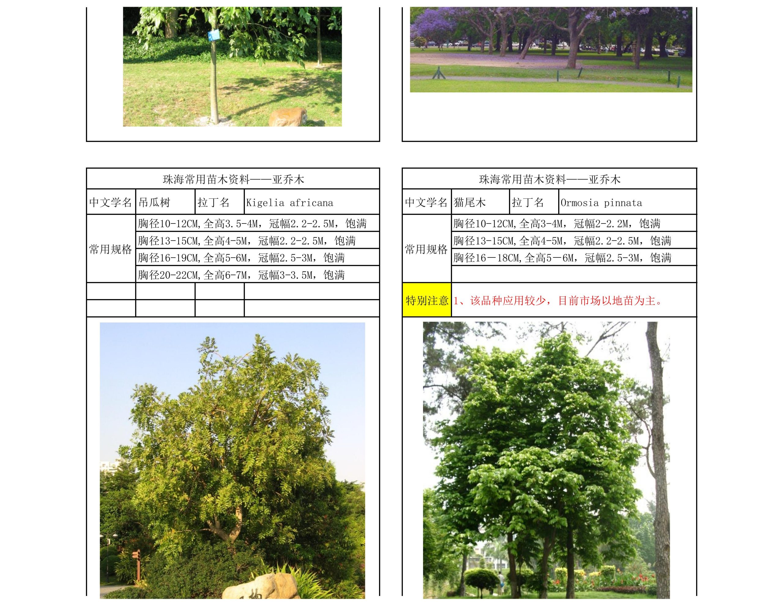 图片[12]-珠海常用苗木资料 - 由甫网-由甫网