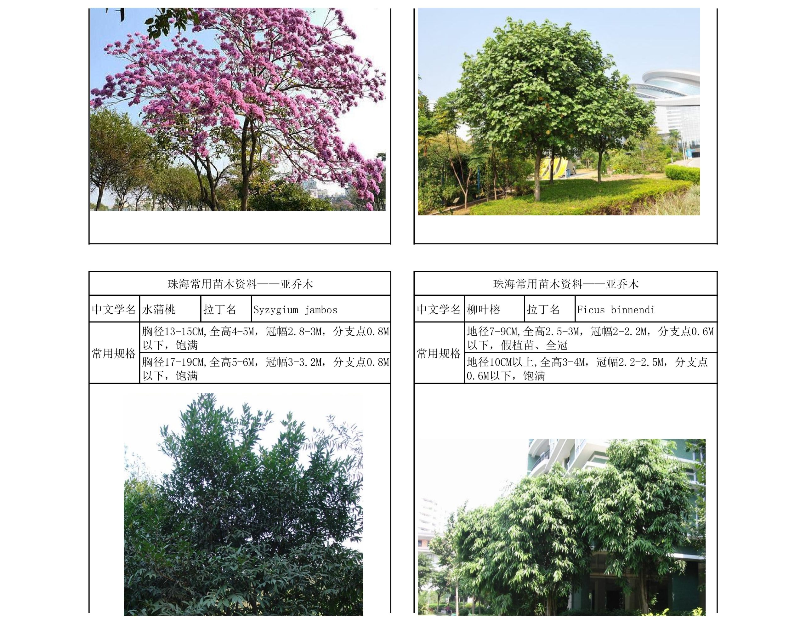 图片[18]-珠海常用苗木资料 - 由甫网-由甫网