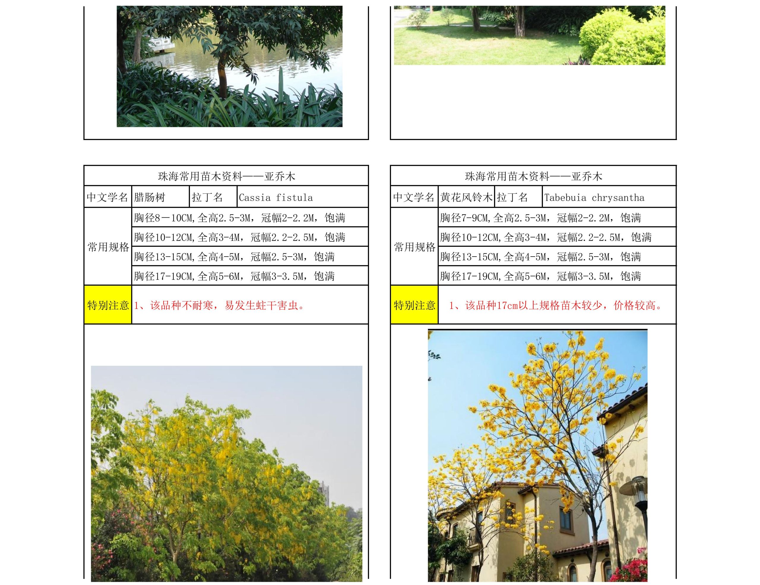 图片[19]-珠海常用苗木资料 - 由甫网-由甫网